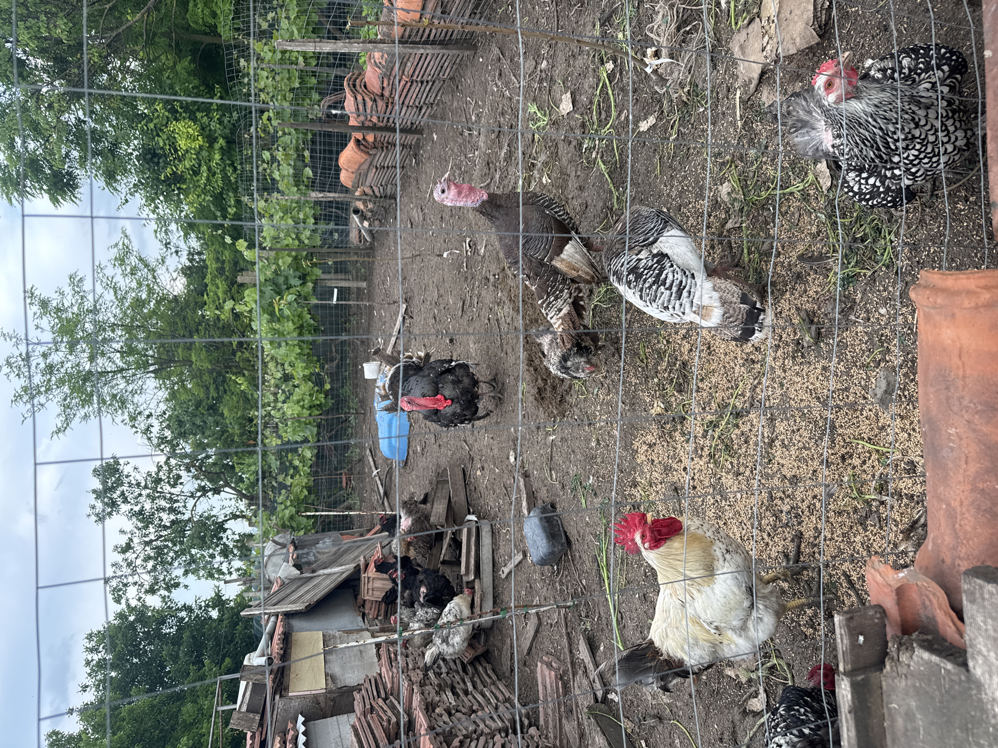 This media file presents an outdoor animal enclosure, likely a farm or backyard coop, located in Sarnevo, Bulgaria. The scene is viewed through a prominent wire mesh fence that runs across the foreground, creating a grid pattern. The ground inside the enclosure is dirt, interspersed with scattered feed or straw.
Several birds inhabit the pen. At least three turkeys are visible, one in the upper middle with dark feathers and a distinct red head and wattle. Another turkey, partially visible to its right, displays black and white mottled plumage. Multiple chickens are also present: a black and white patterned chicken with a red comb is in the upper right, and a predominantly white chicken with a red comb and some black tail feathers is prominent in the lower right foreground. More dark-feathered chickens are clustered near a rustic, makeshift shed or structure on the left side of the image.
Other objects include stacks of terracotta roof tiles on both the left and right sides of the frame, a blue plastic container, and a dark bucket. Wooden planks and general debris are scattered across the ground. In the background, dense green trees and foliage are visible under an overcast sky, suggesting it is a cloudy day. The birds appear to be foraging on the ground or resting within their enclosure. There is no visible text in the image.