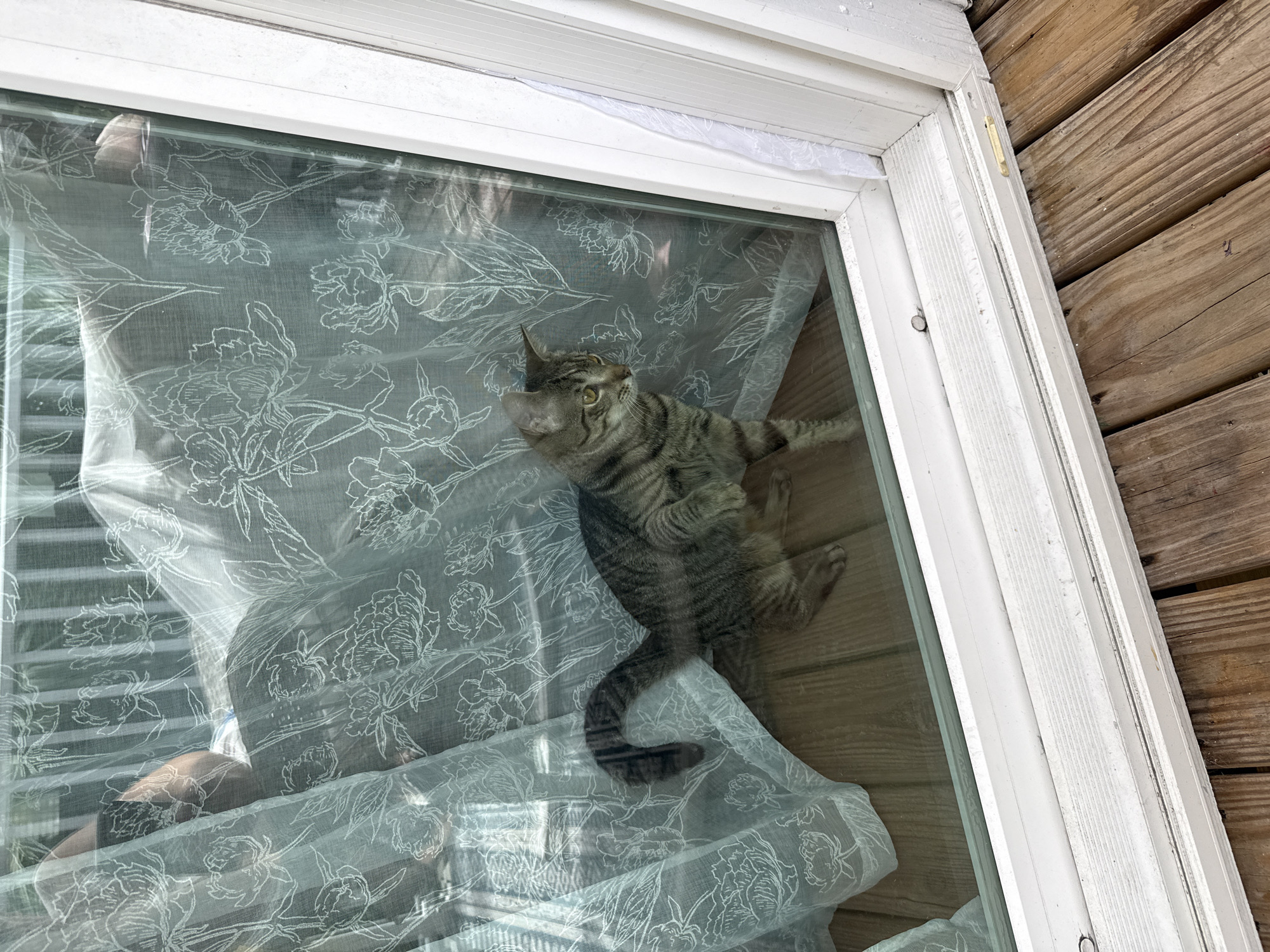 A tabby cat is viewed through a glass door, which is adorned with a sheer curtain patterned with white flowers. The cat is positioned on a wooden floor, and it is looking to the left. The cat's tail is curved upwards. The door is part of a house located in Stock Island, Florida, United States of America. A portion of the wooden deck of the house is visible in the lower right of the frame.