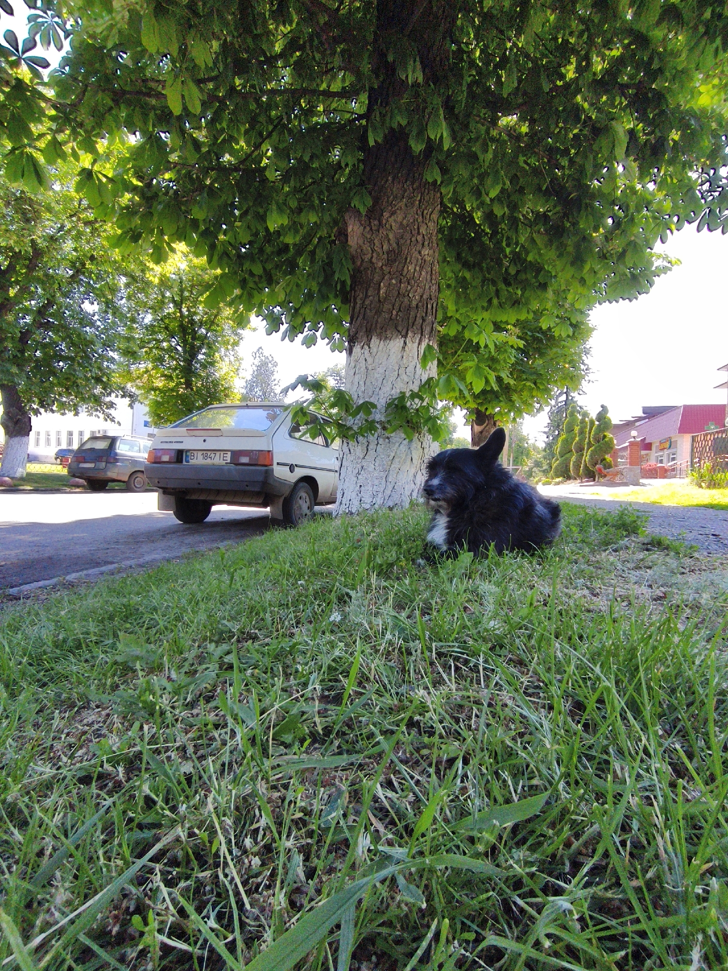 The media file presents a low-angle view of a serene street scene in Velyka Bahachka, Ukraine, captured on a bright, sunny day. The primary subject is a small, shaggy black dog with a white patch on its chest, resting peacefully on a patch of green grass in the foreground, near the base of a large tree. The dog is positioned towards the right side of the frame, looking calmly to its left.
A prominent tree with a thick trunk, painted white around its base, stands centrally in the midground, its vibrant green leaves providing substantial shade above. To the left of this tree, a white or beige hatchback car of an older model is parked on a dirt or asphalt road. Its Ukrainian license plate, "BI 1847 IE," is clearly visible, indicating the Poltava region. Another darker vehicle is partially visible further down the road, behind the white car and another tree.
In the background, residential or commercial buildings with red-tiled roofs and light-colored walls are discernible through the foliage. A decorative row of sculpted evergreen bushes can be seen near a building on the right side of the image. The foreground is dominated by unkempt green grass, suggesting a natural, unmanicured environment. The sunlight suggests it is daytime, likely morning or afternoon, with clear skies. The overall scene depicts a quiet moment in a seemingly rural or suburban setting.