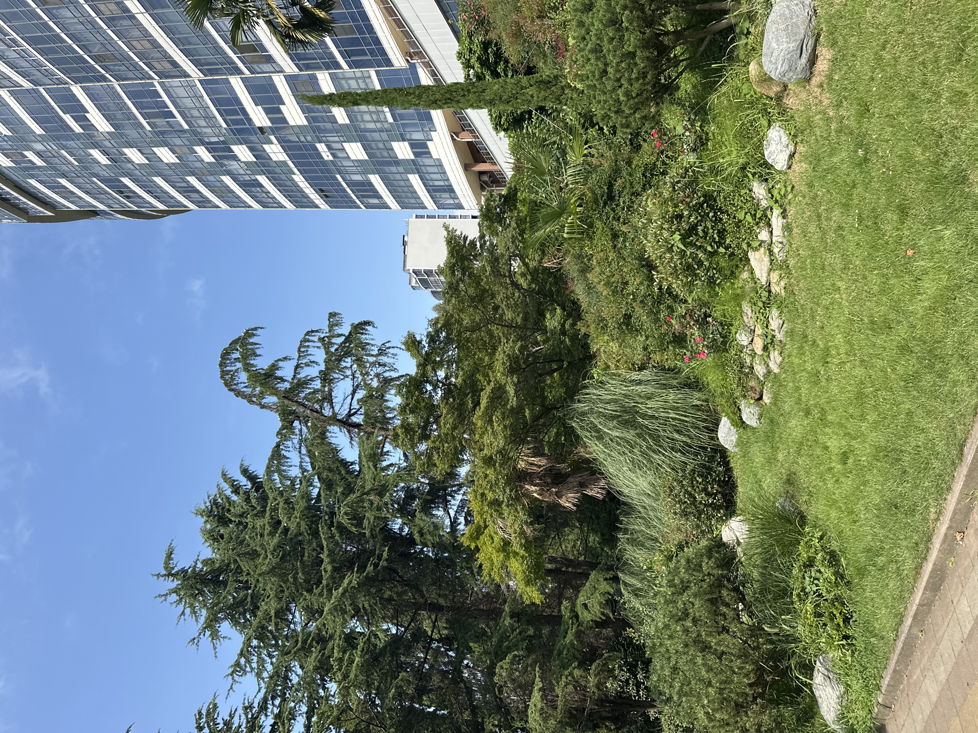 The image depicts a lush green park setting in Sochi, Russia, with a modern, multi-story building in the background. Tall evergreen trees, including cedars and what appear to be cypress trees, dominate the left side of the frame. The trees are dense and verdant, creating a canopy over a manicured lawn.
In the foreground, a neatly trimmed lawn is interspersed with large grey rocks and low-lying green shrubs. To the right of the lawn, a landscaped garden features a variety of plants, including ornamental grasses, small flowering bushes with pink blooms, and a distinctive tall, slender cypress tree.
The building in the background is a contemporary structure with a curved facade, characterized by numerous glass windows. Its white and blue color scheme suggests a modern architectural style. In the distance, another building with a similar architectural design is visible. The sky is a clear, bright blue with a few wispy clouds.
The overall scene suggests a well-maintained urban park adjacent to a modern development, likely a hotel or residential complex, in Sochi, a city known for its subtropical climate and coastal location. There are no people visible in the image.