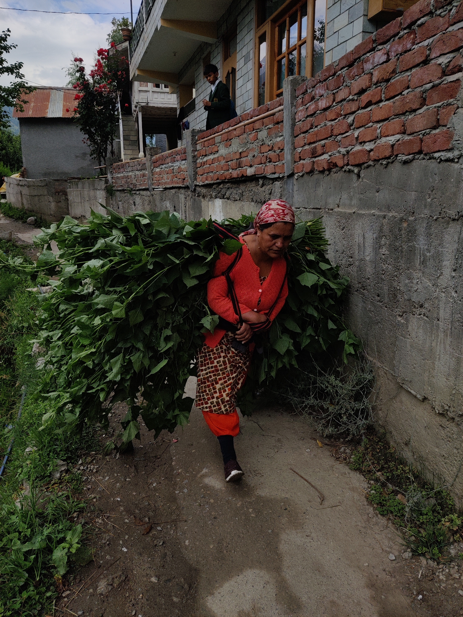 In Vashisht, India, a woman with a red and white patterned headscarf walks along a dirt path, carrying a large bundle of green leaves on her back, secured by straps. She is wearing a coral-colored sweater over a patterned skirt and dark leggings, with dark athletic shoes. To her right, a rough concrete wall forms the boundary of a building constructed with red brick on its upper portion. Above the wall, a young person in a dark uniform stands on a balcony. The scene is outdoors, with vegetation and scattered debris on the ground.