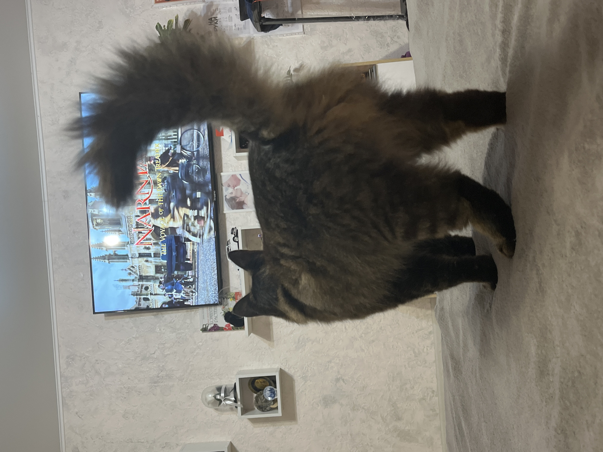 A fluffy, brown and black cat stands on a grey surface, facing away from the camera, towards a wall-mounted television. The television displays a movie scene with buildings and people. To the left of the television, there are two white shelves on the wall. The top shelf holds a glass dome with a silver ribbon and a star-shaped object. The bottom shelf has two round objects, one with a blue and white pattern and another larger, darker object. To the right of the television, a poster with Cyrillic text is visible. The floor appears to be covered with a grey, textured material. The overall environment suggests a domestic setting. The location is specified as Krasnyye Barrikady, Russia.