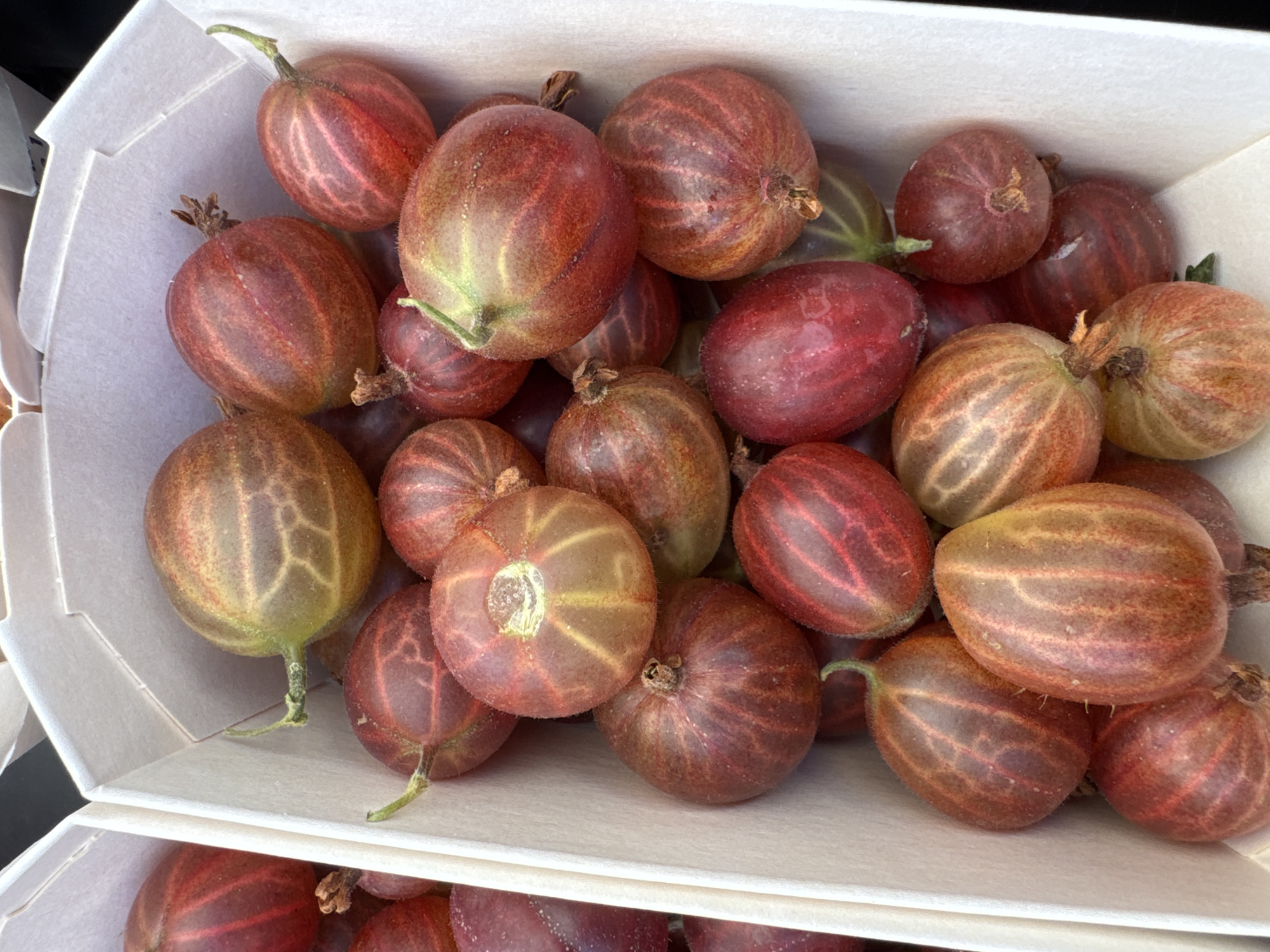 A close-up, top-down shot shows a white cardboard container filled with gooseberries. The gooseberries are round to oval in shape, with a translucent skin displaying shades of red, brown, and green. Prominent veins are visible on the skin of many of the berries. Some berries have small stems or remnants of stems attached. The container is positioned within a larger, out-of-focus context, suggesting it might be part of a market stall or grocery display. The lighting is bright, highlighting the textures and colors of the fruit. No people or specific landmarks are visible. The location in Lucerne, Switzerland, is not discernible from the image content.