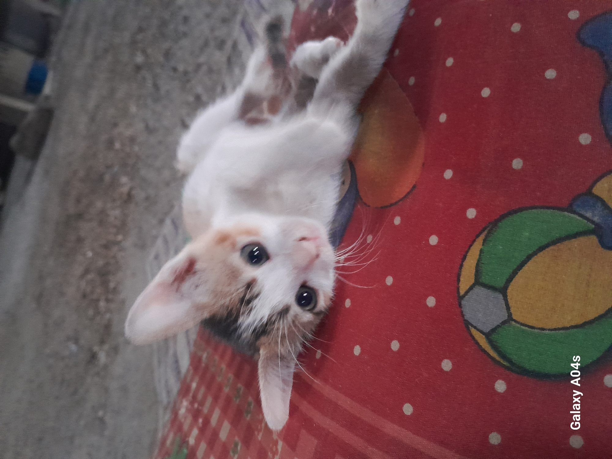 A calico kitten lies on its side on a red polka-dotted mat, with its head turned towards the camera. The kitten has white fur with patches of orange and black, large dark eyes, and prominent whiskers. The mat has a pattern of red and white polka dots and a cartoon image of a ball on it. The background is out of focus and appears to be an outdoor ground surface. The image is watermarked with "Galaxy A04s" in the lower left corner. There is no visible indication of the location being Pilangpayung, Indonesia.