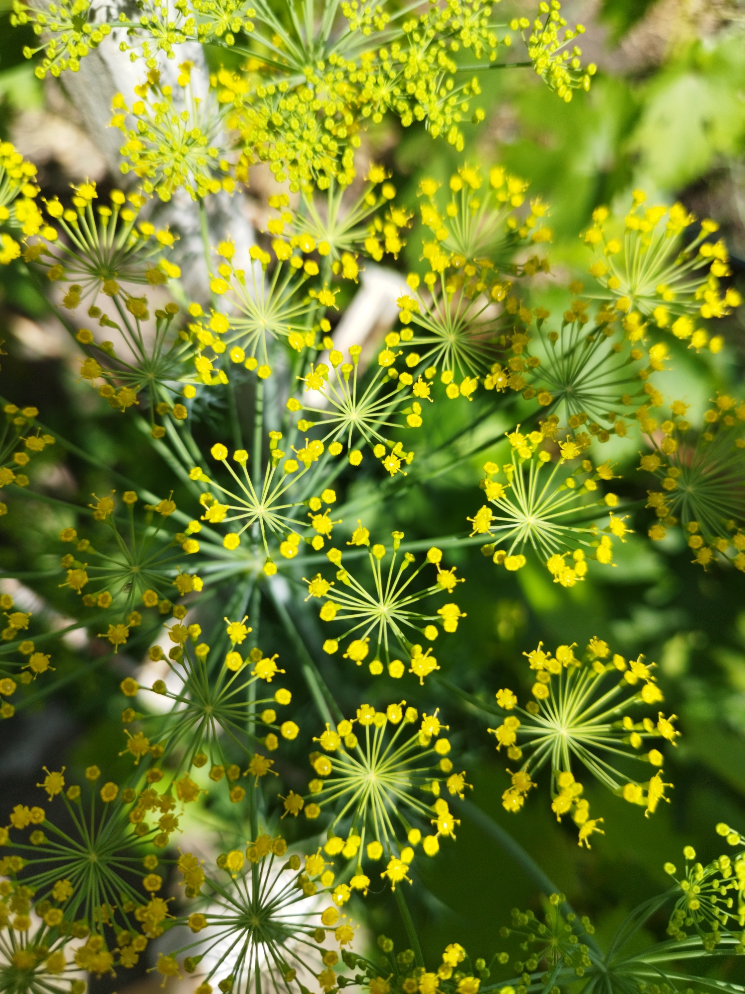 The image is a close-up, high-angle shot of flowering dill plants. The dill flowers are small and yellow, clustered in umbels which are characteristic of the Apiaceae family. The scene is outdoors with a shallow depth of field, blurring the green foliage and hints of a light-colored object, possibly a fence post or wooden structure, in the background. The lighting suggests a bright, sunny day. There are no people or animals visible in the image. The focus is entirely on the intricate structure and bright color of the dill flowers.