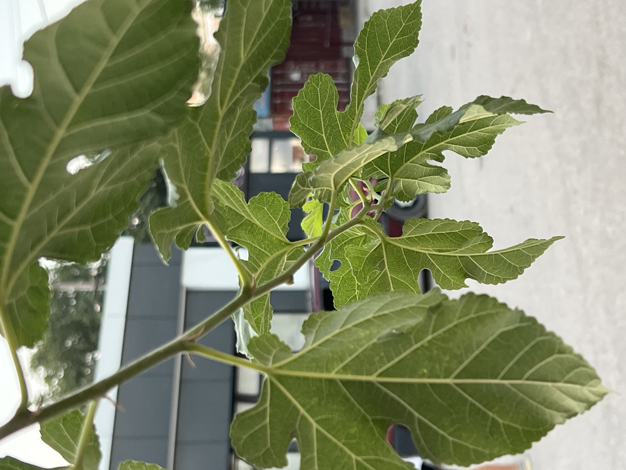 In Tokmok City, Kyrgyzstan, a close-up view captures the detailed texture of green fig leaves and branches. The leaves, with their distinctive lobed shape and prominent veining, hang from a thin stem. In the background, a blurred urban scene unfolds. A building with a white and grey facade is visible, along with hints of darker structures and a glimpse of a red container. The ground appears to be a light-colored surface, possibly pavement.