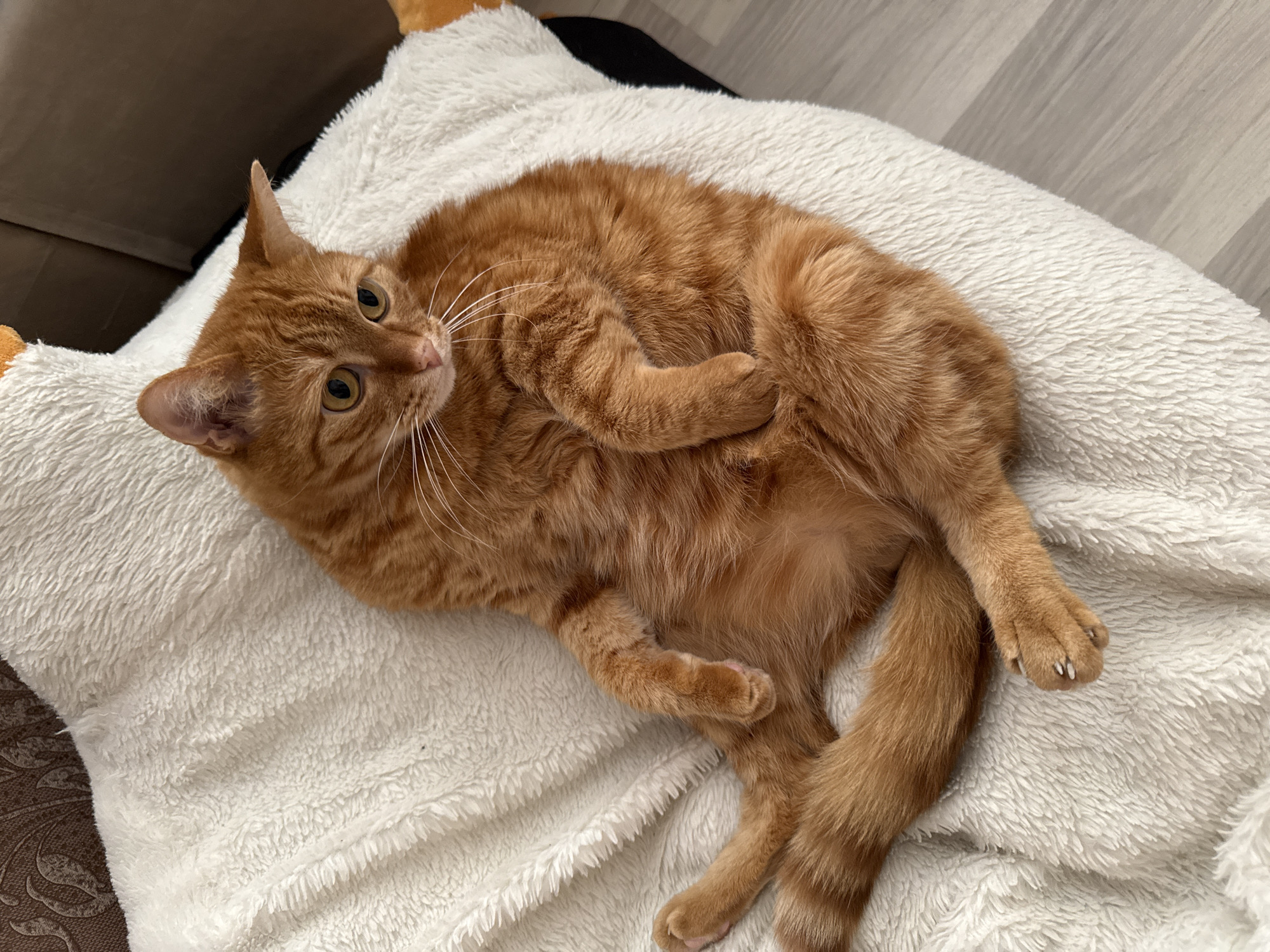 A ginger cat is lying on a fluffy white blanket on a chair. The cat is in a relaxed pose, with its paws tucked in and its head tilted slightly. The cat has bright yellow eyes and white whiskers. The blanket is soft and plush, and it appears to be draped over a piece of furniture. The background is blurred, but it appears to be an indoor setting with wooden flooring. This image was taken in Vologda, Russia.