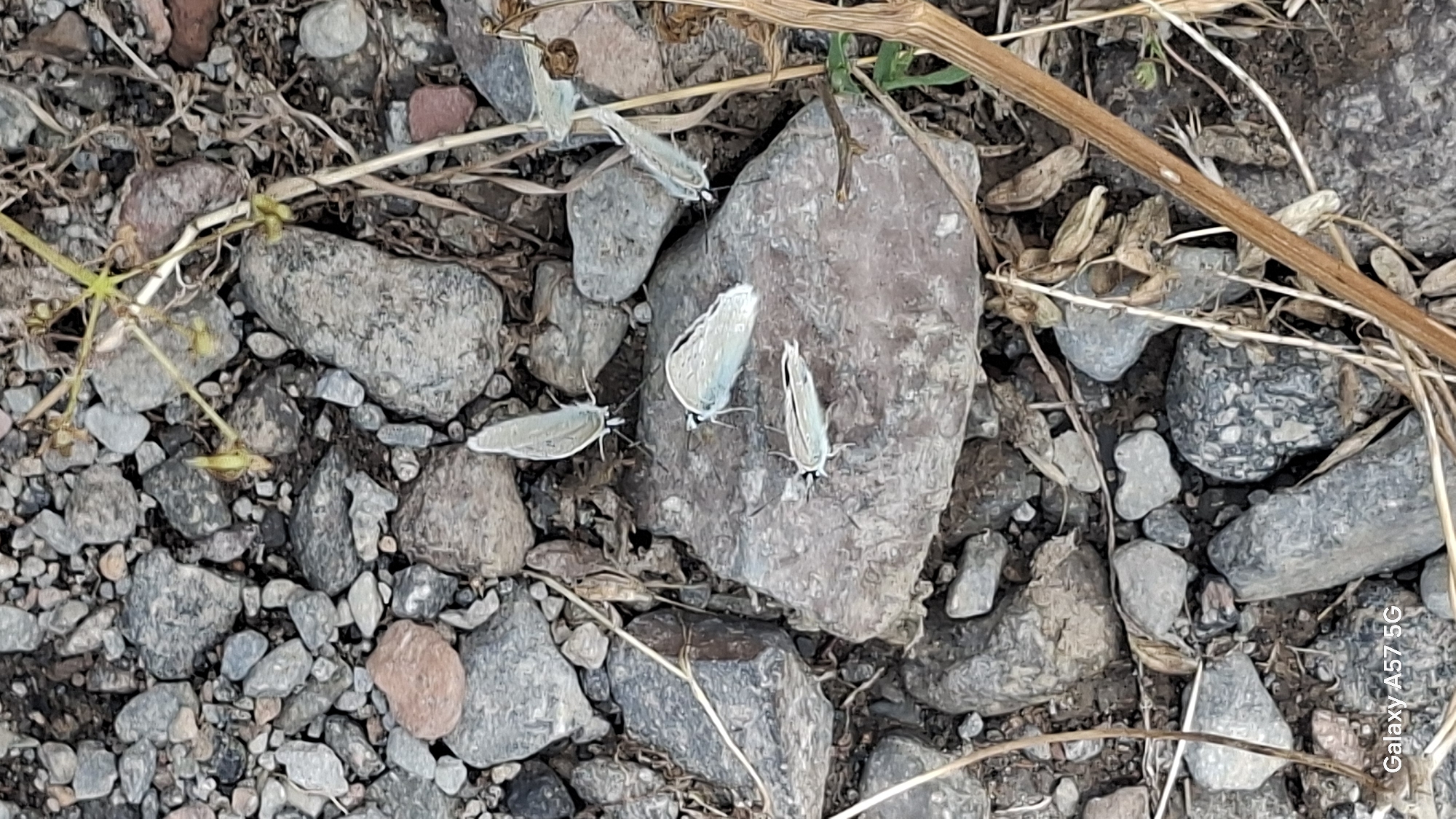The image captures a close-up view of several small, light-colored butterflies resting on rocks and dry vegetation on the ground. The environment appears to be an outdoor setting with a variety of grey and reddish-brown stones of different sizes. Some dry grass and twigs are also visible, blending with the earthy tones of the ground. In the bottom left corner, a watermark reads "Galaxy A57 5G". The butterflies have delicate wings, and their bodies are elongated. The lighting suggests it might be daytime, with soft shadows cast by the objects. The overall scene is natural and still, focusing on the small details of the insects and their rocky habitat.