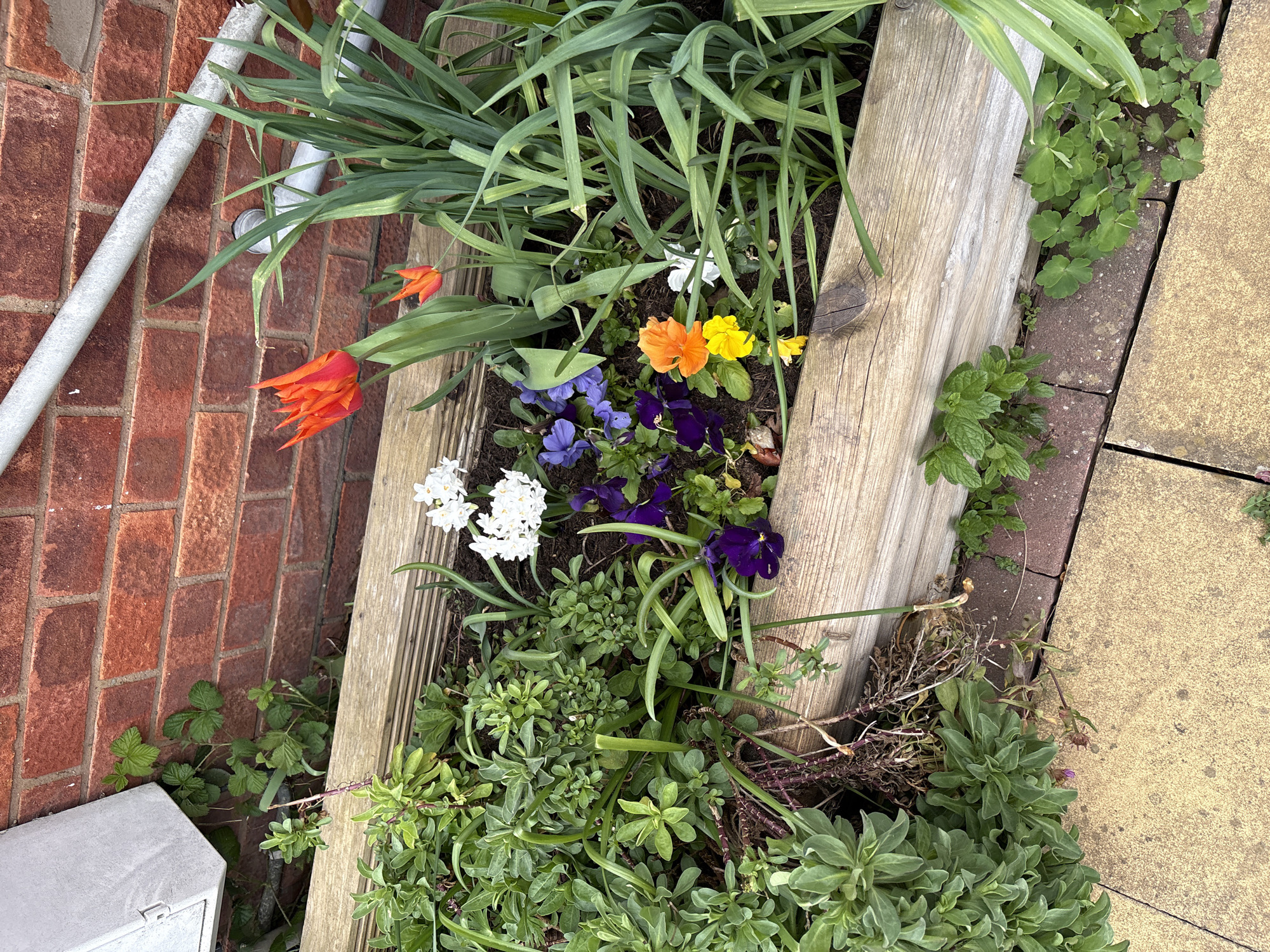The image shows a small flower bed in Longden, United Kingdom, bordered by a brick wall and wooden planks. Within the flower bed are various plants including tulips (orange), pansies (purple, blue), daffodils (white), and other unidentified green foliage. A grey pipe runs along the brick wall. Adjacent to the flower bed is a paved area with cracked slabs and additional plant growth.