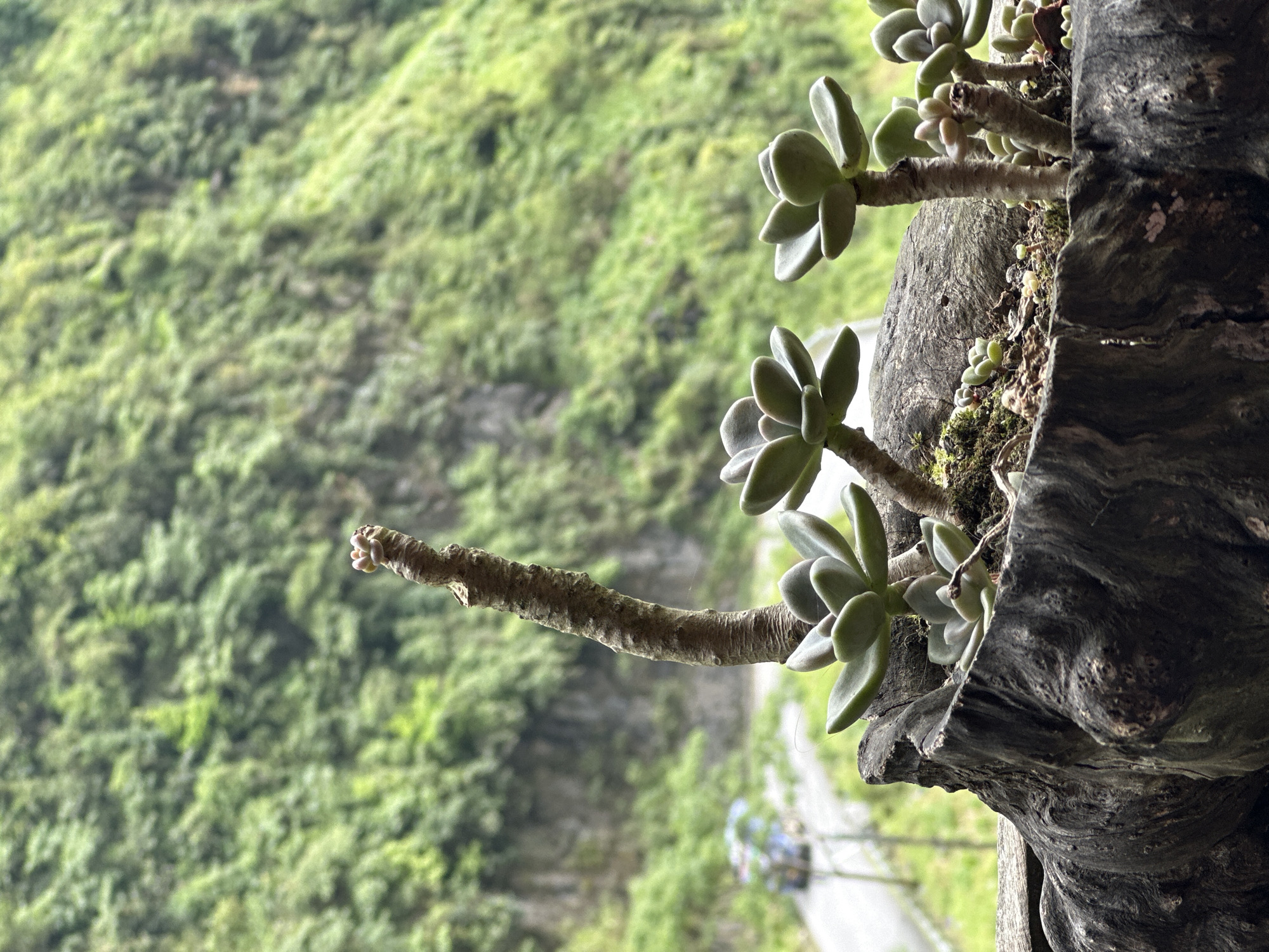 A close-up, slightly tilted view of a succulent plant growing out of a dark, textured, possibly wooden structure. The plant has several rosette-shaped clusters of grey-green leaves. Behind the plant, there's a blurred background of lush green vegetation covering what appears to be a hillside or mountain slope. A faint road or path is visible at the bottom of the frame, suggesting the location may be Yên Minh Commune, Vietnam.