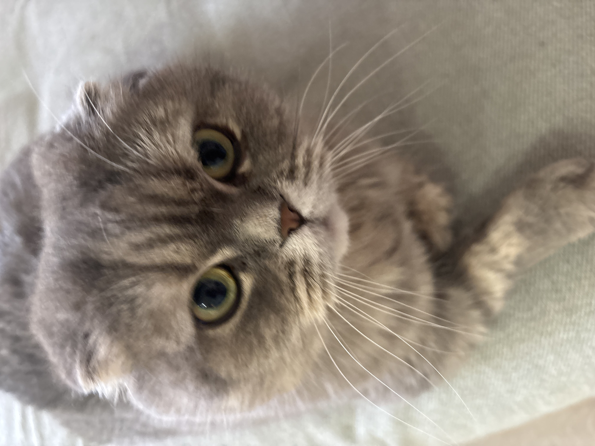 The image shows a gray Scottish Fold cat looking directly at the camera. The cat has large, round eyes with yellow irises. The fur is a mix of gray and brown hues. The cat is lying on a light-colored, textured surface. The location, Chaikovsky, Russia, is not identifiable from the image.
