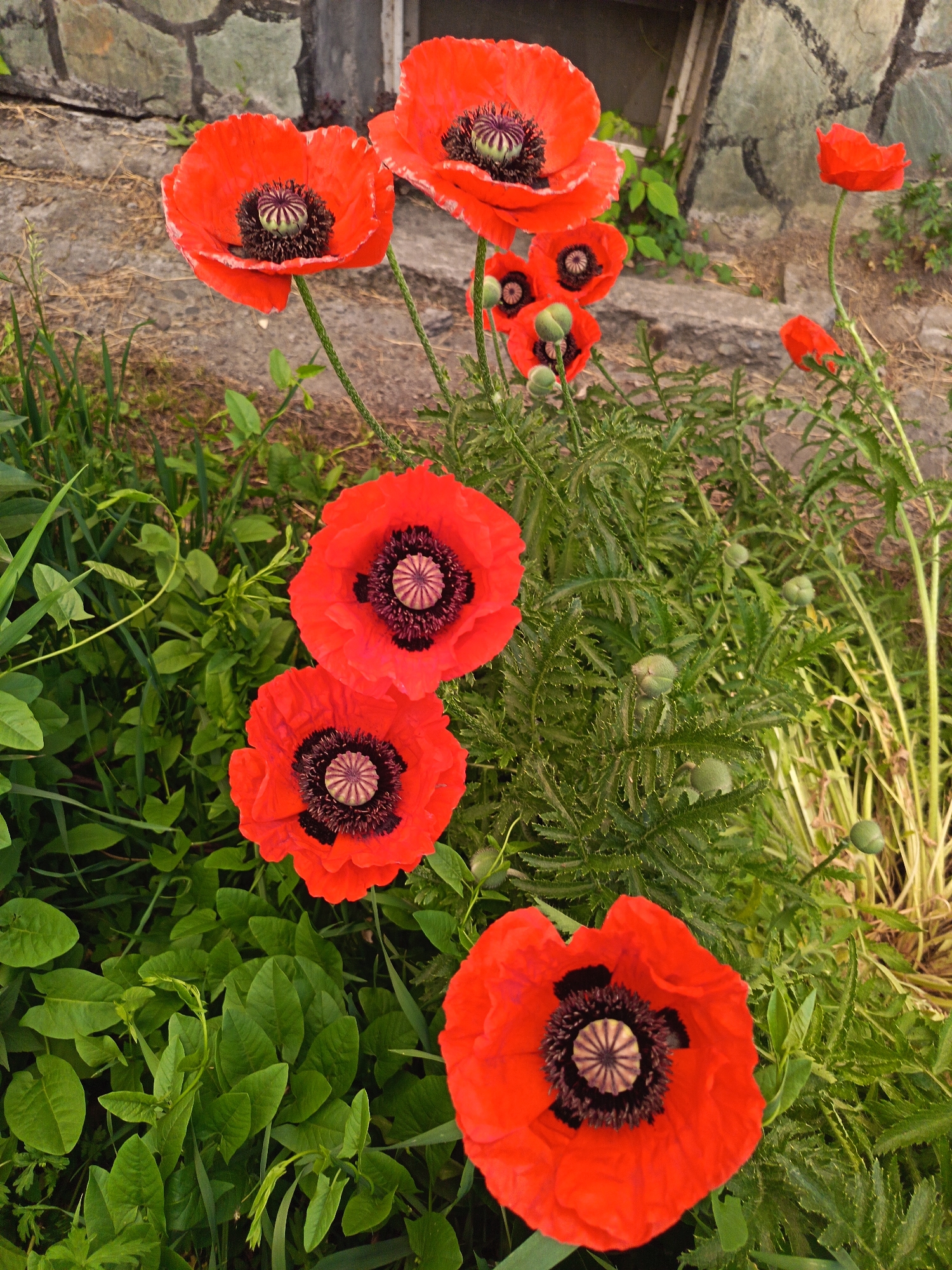 In an outdoor setting near a stone wall in Soloneshnoye, Russia, several vibrant red poppies are in bloom. The poppies are the focal point, with their distinctive black centers. Some of the flowers are fully open, revealing their delicate petals, while others are still in bud stage, with round, green seed pods. The plants are surrounded by lush green foliage, with some dry grass and dirt visible in the background. The scene appears to be in a garden or natural area.