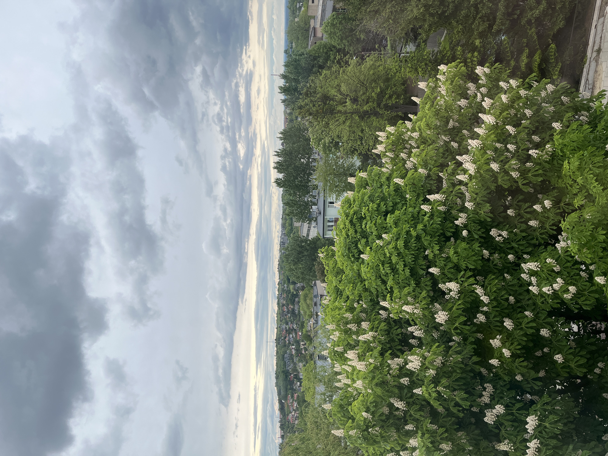 The image depicts a high-angle view of a city landscape. The sky is filled with predominantly grey, layered clouds. A line of trees separates the sky from a densely populated urban area with buildings and houses of various heights. In the foreground, there is a large tree with vibrant green leaves and white flowers. The specific location is not identifiable.