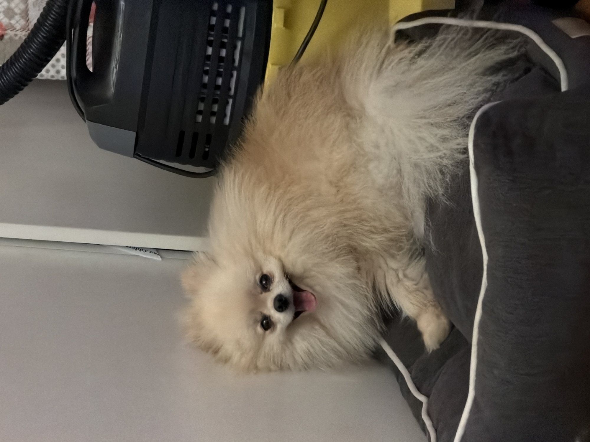 A tan Pomeranian dog is lying on a gray dog bed, next to a black and gray appliance. The dog is panting with its tongue out. The scene appears to be indoors, on a light gray surface. There is no evidence to suggest the location is Varna, Bulgaria.