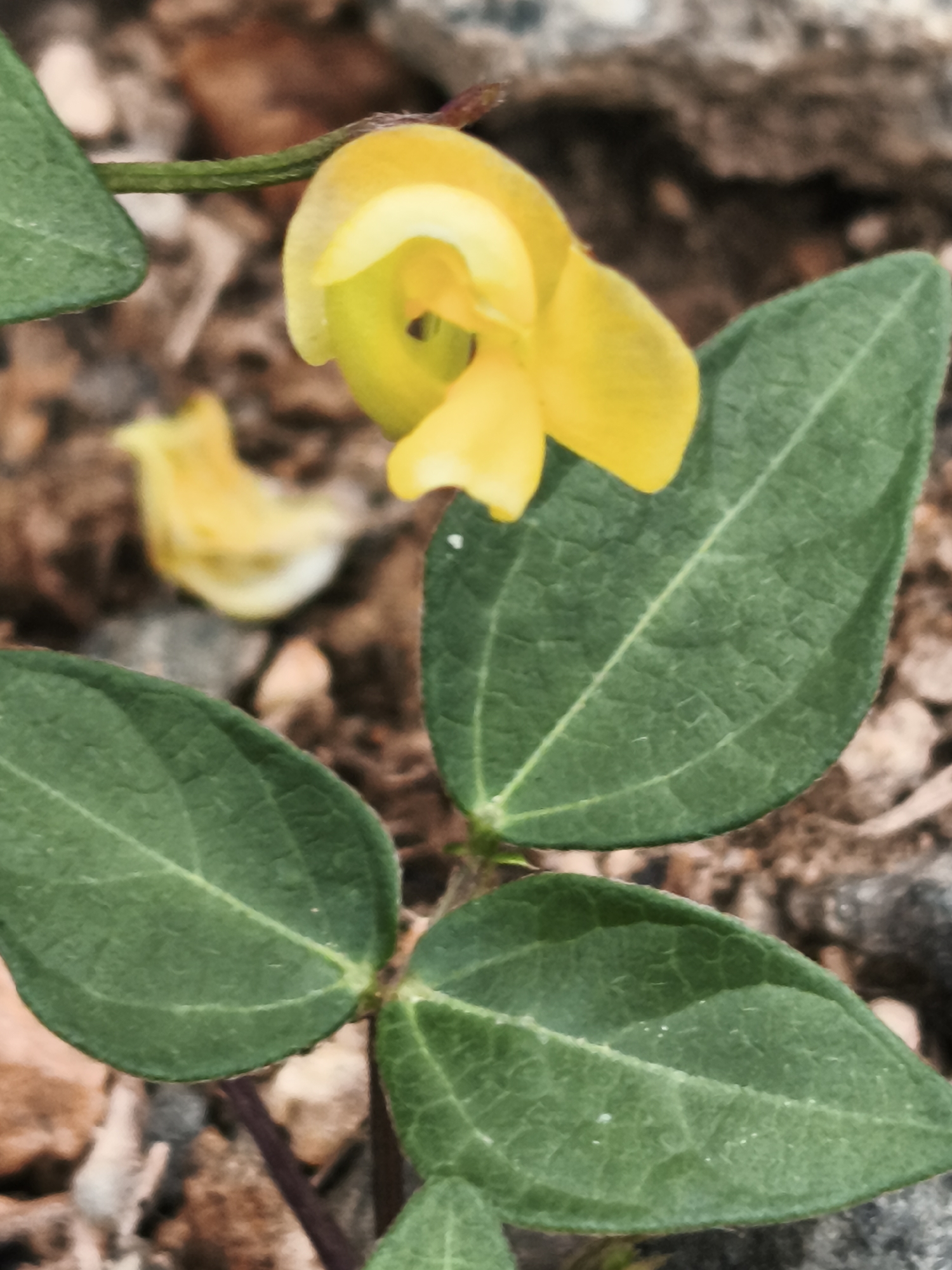 A close-up, eye-level shot captures a small plant with green leaves and a yellow flower. The plant's stem is dark purple and hairy. The leaves are ovate with visible veins and a slightly serrated edge. The yellow flower has a unique shape with a prominent lip and a curled upper petal. The background is blurred and consists of brown soil and small stones, suggesting an outdoor environment. The scene is located in Anseong-si, South Korea.
