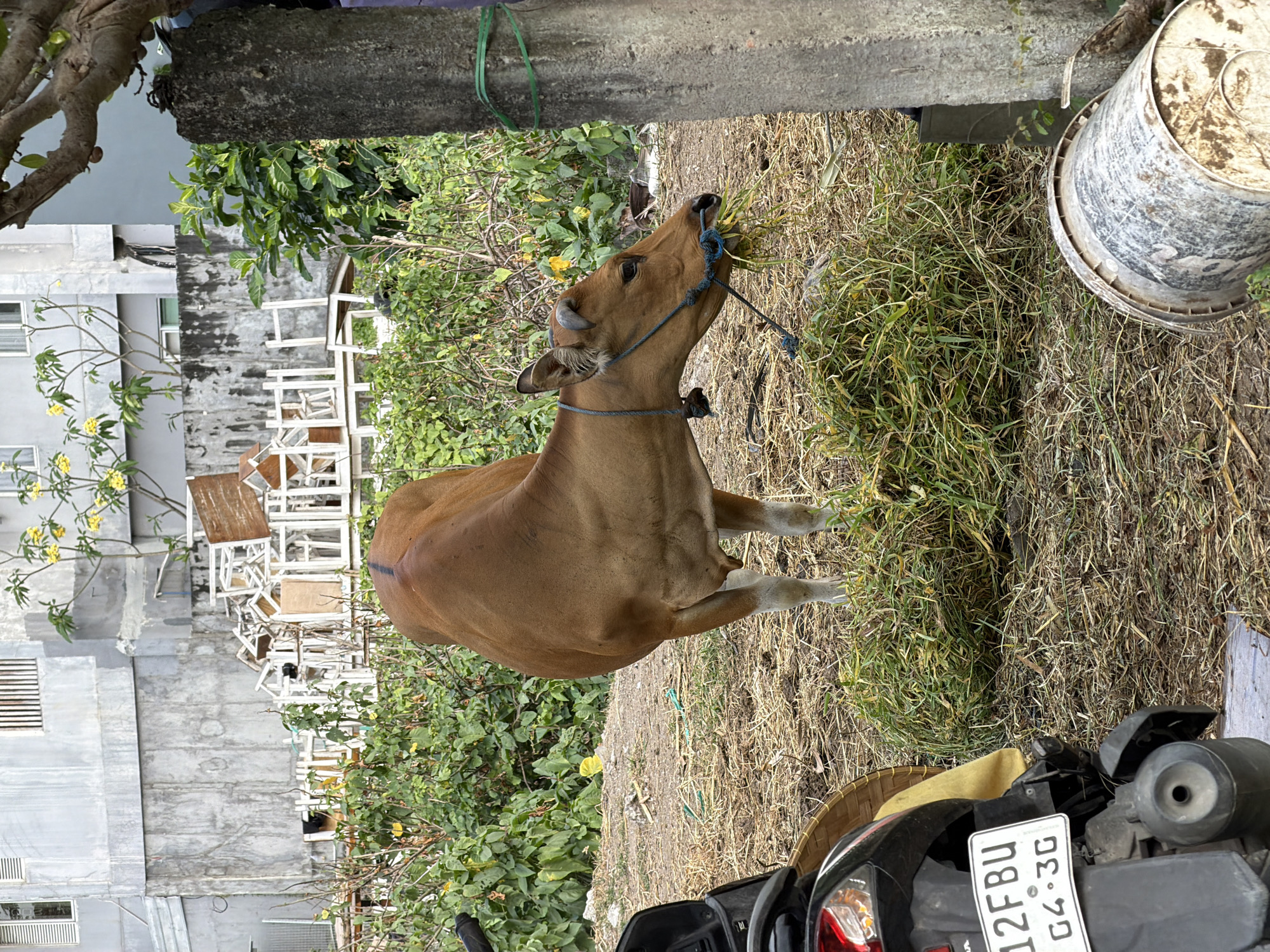 A brown cow with a blue rope around its neck is eating a pile of grass in Kuta, Indonesia. The cow is in the foreground, facing right, with its head down and mouth in the grass. Behind the cow, there is a pile of dry straw and some green foliage. In the background, there is a building with gray walls and yellow flowers on a tree. There is also a motorcycle with a license plate that reads "12FBU G4.3G" on the left side of the image. A large concrete pillar with green tape wrapped around it is on the right side of the image, and a white bucket is on the ground in front of it. The scene appears to be an outdoor area in a city, likely a residential or semi-industrial area, given the presence of the building and motorcycle.