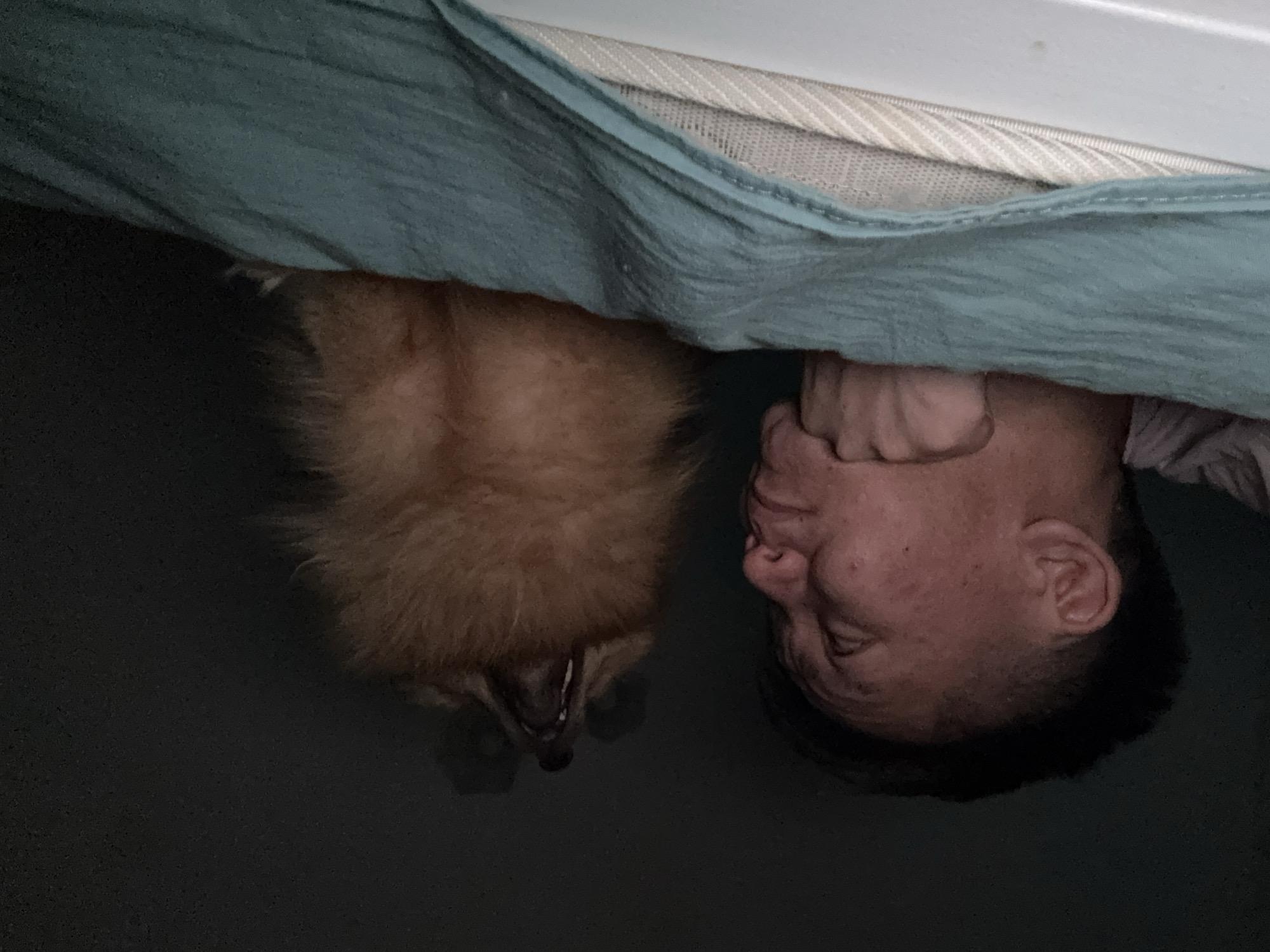 A man and a dog are lying upside down under a blue sheet. The man is on the right with dark hair. The dog, on the left, is golden-brown and has its mouth open. The background is dark. There is no evidence in the image to suggest a location in Khimki, Russia.