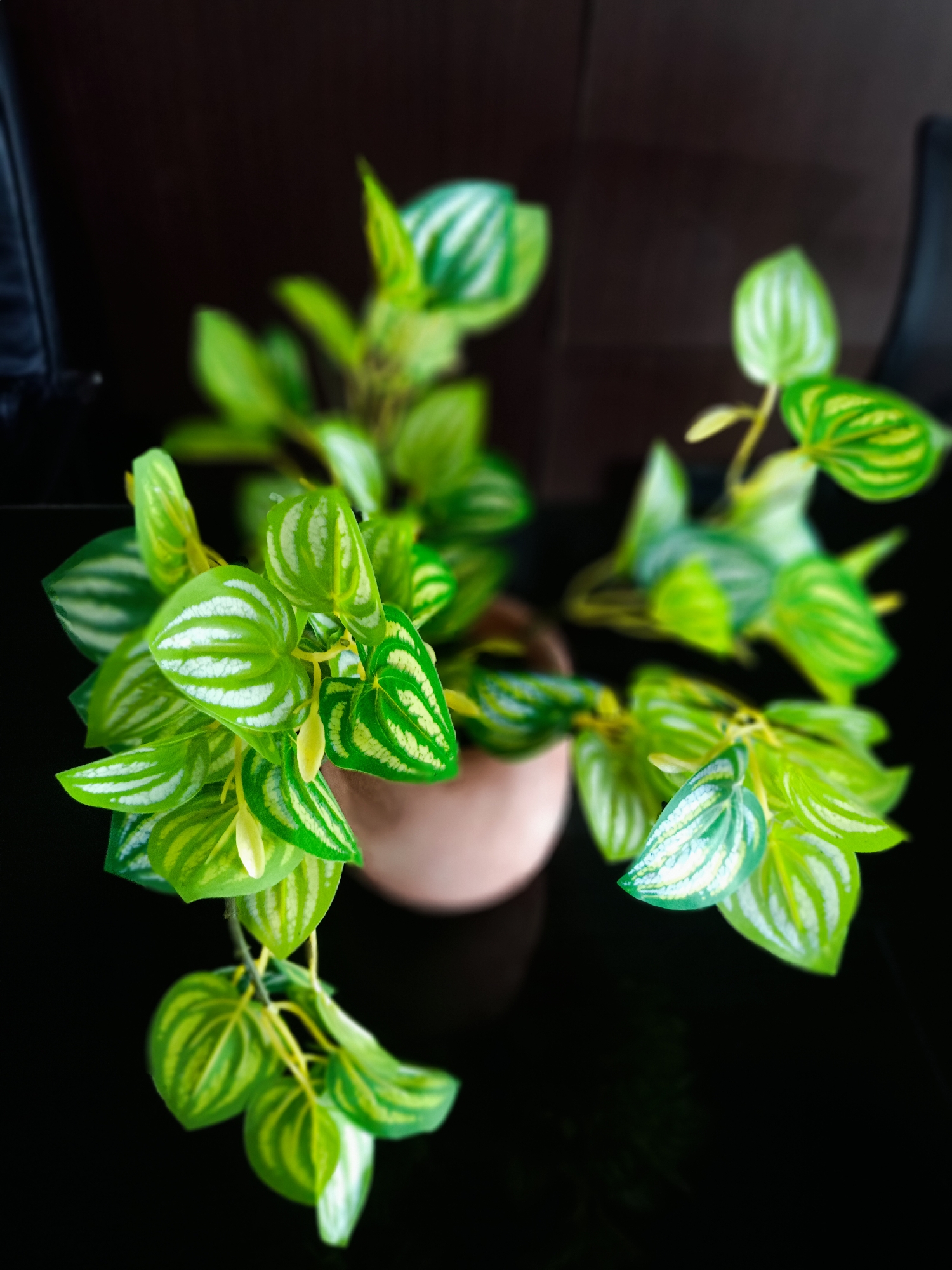 A high-angle, slightly blurred indoor photograph depicts a small potted plant with variegated green and white leaves sitting on a glossy, dark surface. The plant has a round, light-brown pot. The background is dark and out of focus, suggesting a dark interior setting. The image was likely taken in Bireuen, Indonesia.