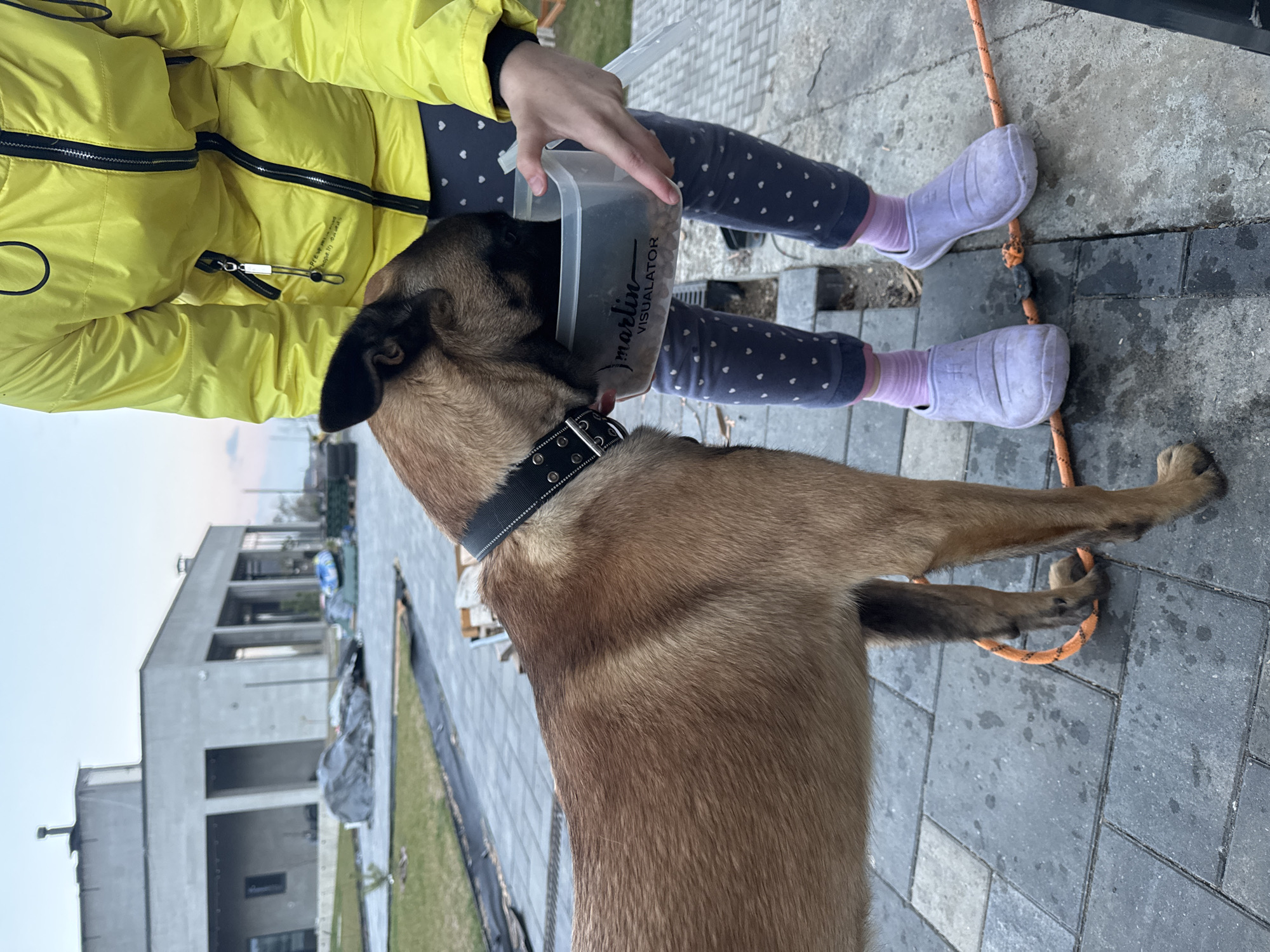 An outdoor, eye-level shot captures a person feeding a dog from a clear container in Самахвалавіцкі сельскі Савет, Belarus. The person, partially visible, wears a bright yellow puffer jacket, dark blue leggings patterned with white hearts, and light purple socks paired with white clogs. They hold a translucent rectangular container filled with dry dog food, from which a light brown dog, appearing to be a Belgian Malinois-type breed, is actively eating. The dog wears a black studded collar. The container clearly displays the text "marlin VISUALATOR." A small silver carabiner or clip is attached to a zipper on the yellow jacket.
The activity depicts a moment of pet care, likely feeding the dog. The setting is a paved outdoor area with grey square pavers. An orange rope runs across the ground, passing near the person's feet and the dog's paws. In the background, under a bright daytime sky, a modern concrete building with a contemporary architectural style is visible, suggesting a recently developed area or ongoing construction/landscaping, with patches of grass and construction materials present. The time of day is clearly daylight, with good ambient light, and the weather appears calm and mild.