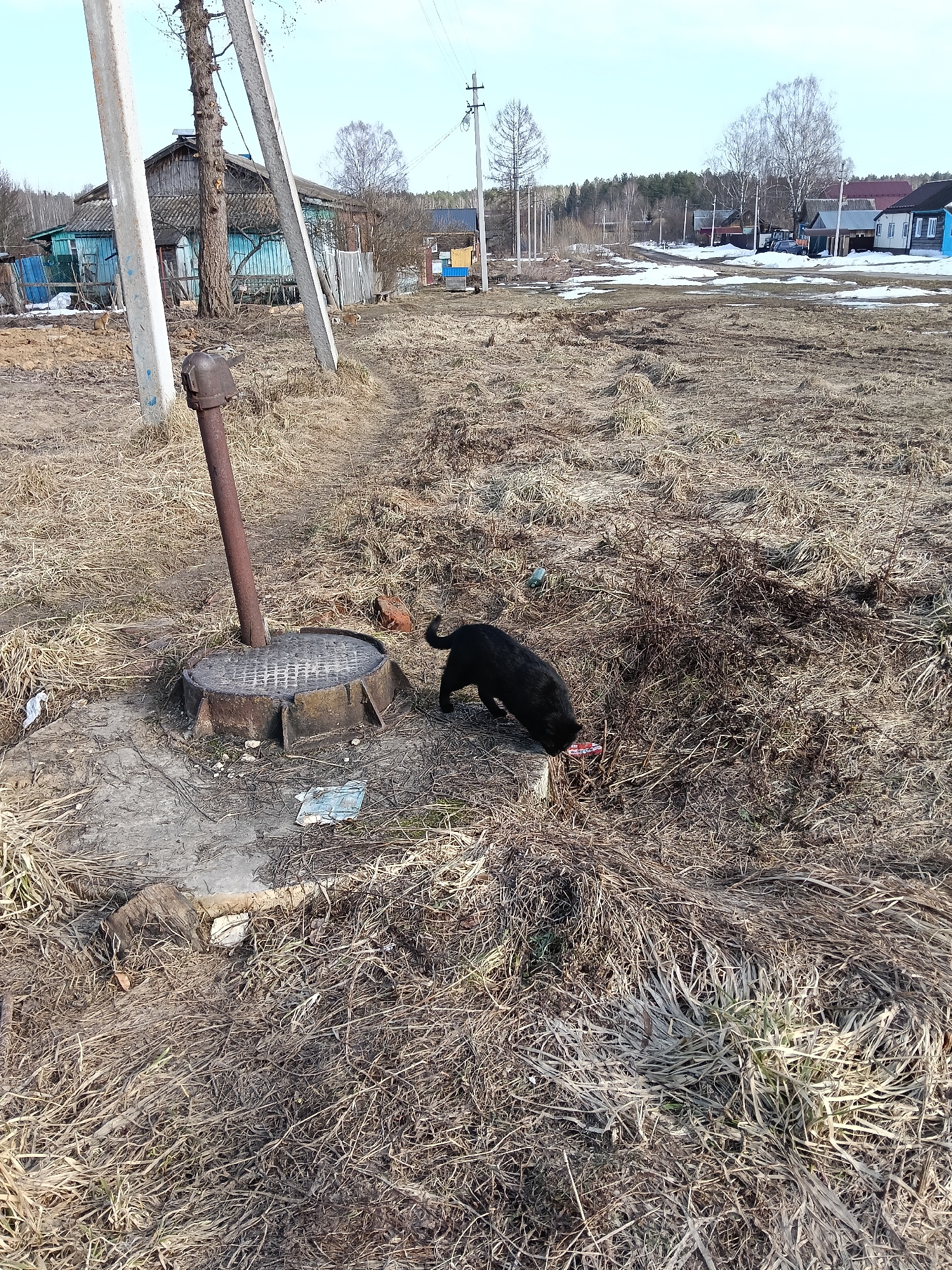 The scene shows an open, grassy area in Красный Маяк, Russia. Patches of snow remain in the distance among houses and trees. In the foreground, dry grass and weeds cover the ground. A metal utility cover with a pipe protruding from it is visible. A black dog is near the utility cover, with its head lowered, possibly examining or interacting with something in the grass. Debris is scattered around the utility cover.