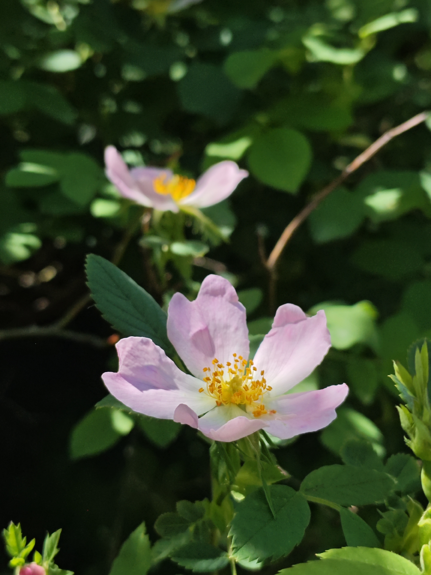 The image depicts two light pink flowers with prominent yellow stamens, set against a background of green foliage. The flowers are in focus, particularly the one in the foreground, showcasing its delicate petals and intricate stamen structure. The background is a blur of green leaves, with a few twigs visible, suggesting a natural setting. The scene appears to be outdoors, with natural lighting emphasizing the colors of the flowers and foliage. The location in Svobody, Russia, is not discernible from the image alone.