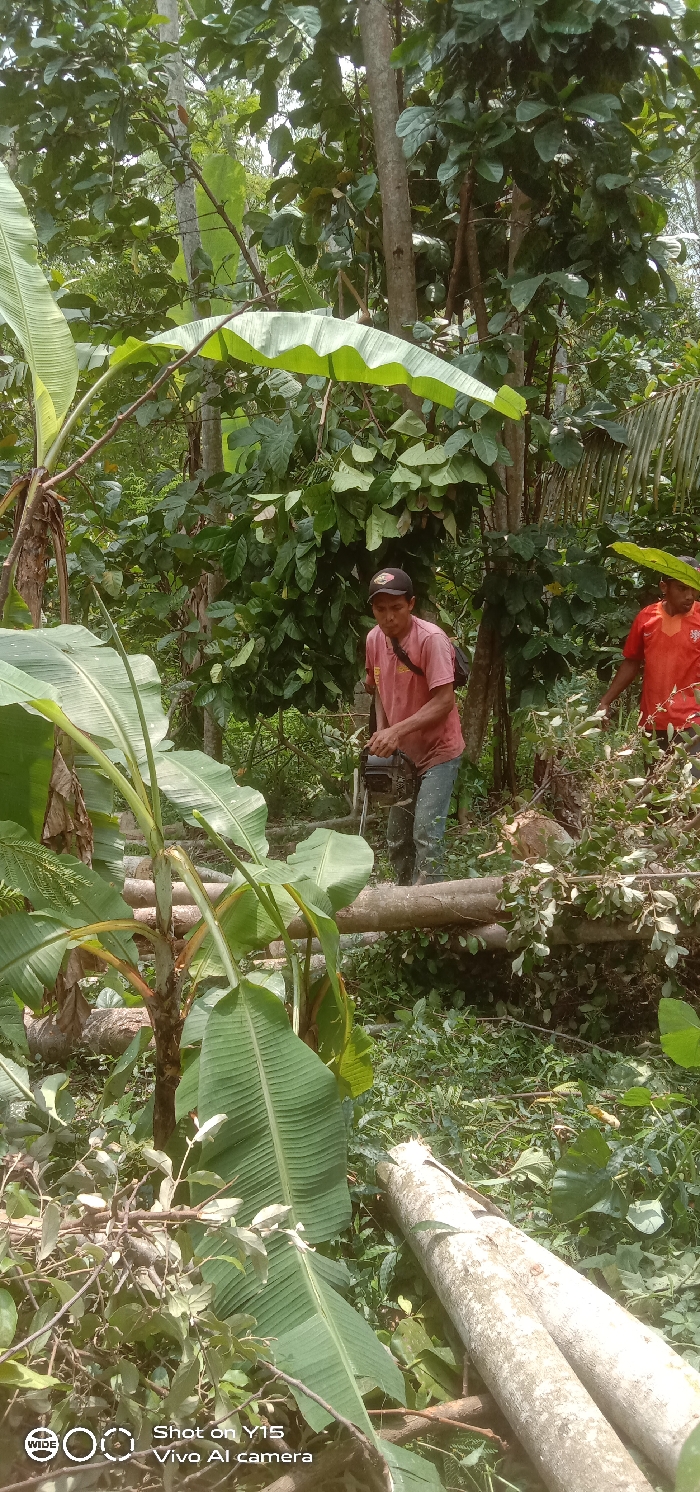 Two adult males are engaged in tree felling activities within a densely vegetated area in Ranugedang, Indonesia. The central figure, wearing a red t-shirt, blue trousers, and a black baseball cap, is actively operating a black and grey chainsaw, cutting a light-colored log positioned horizontally on the ground. Sawdust is visible near the point of contact. A second male, clad in an orange t-shirt, is partially visible to the right, standing amidst fallen branches and foliage. The environment is characterized by lush tropical vegetation, including prominent banana plants in the foreground and midground, numerous trees, and dense undergrowth. Several cut, debarked logs are scattered on the ground, indicating recent timber work.