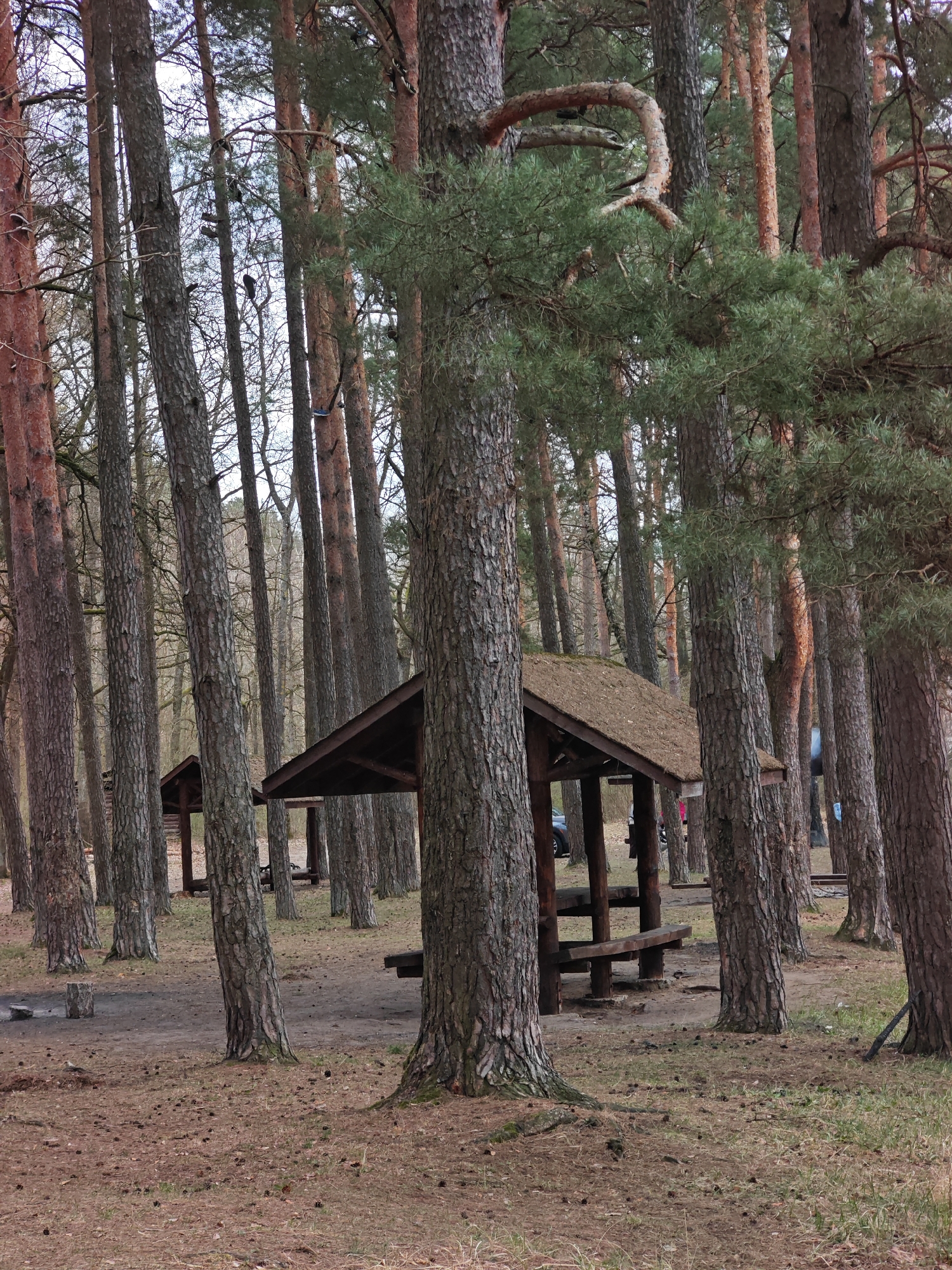 The scene depicts a dense pine forest within Падлабенскі сельскі Савет, Belarus. Several covered picnic shelters are visible amongst the trees. The ground is covered with pine needles and fallen debris. The overall lighting suggests an overcast day. One possible person is slightly visible further back in the shelter.