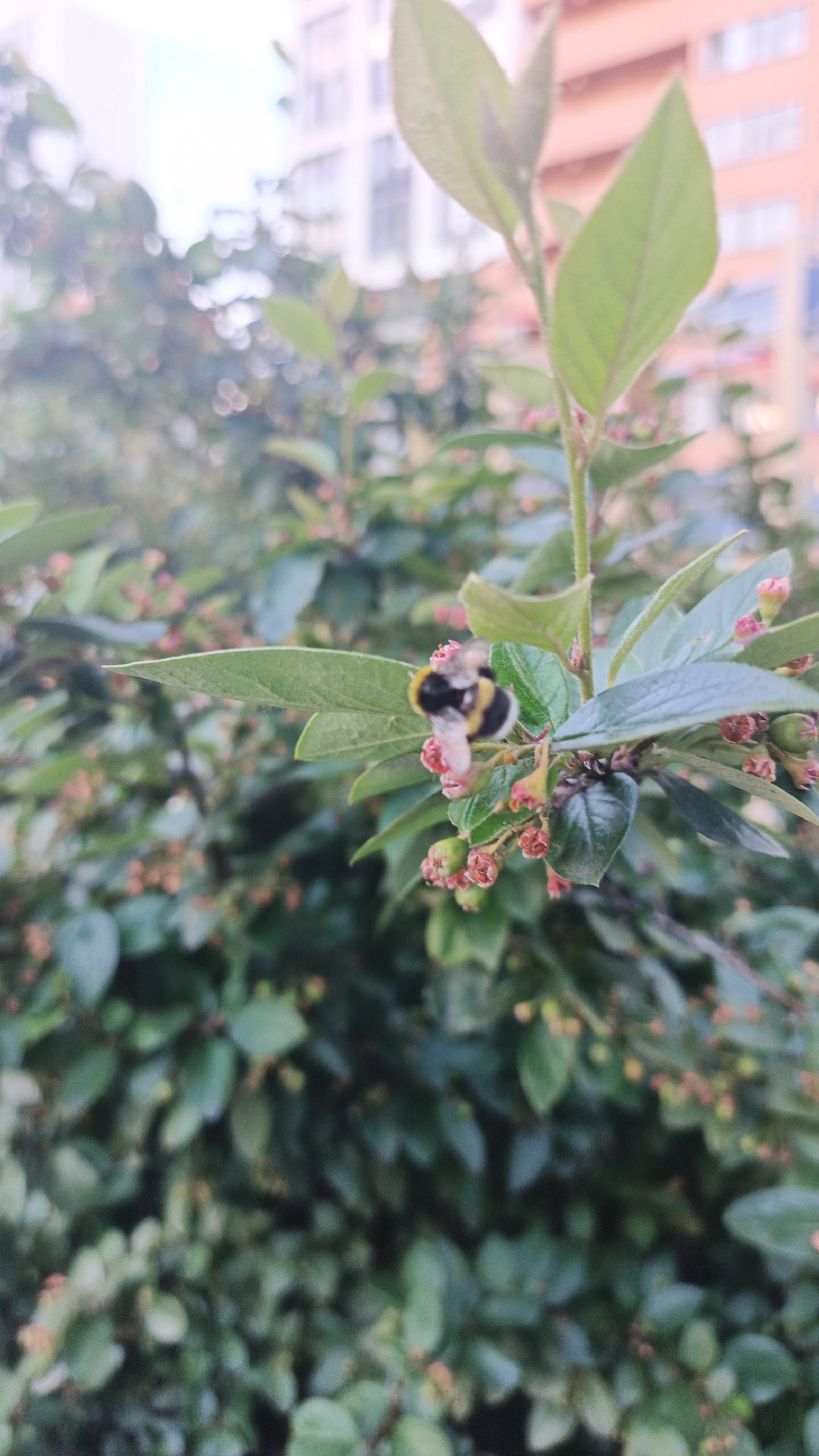 A close-up shot focuses on a bumblebee feeding on a small pink flower amidst a bush with dark green leaves. The bumblebee is striped with black and yellow and is positioned on the flower with its head submerged. The bush is dense and appears to be in bloom with numerous small, pinkish-red buds and some fully opened pink flowers. The background is blurred, showing hints of buildings with orange and white facades, suggesting an urban or suburban setting. The lighting is soft, implying it might be a cloudy day or early morning/late afternoon. The overall impression is one of nature interacting with its environment, highlighting the delicate details of the bee and the flower. The scene is likely outdoors in Yekaterinburg, Russia, given the provided location context. There is no visible text in the image.