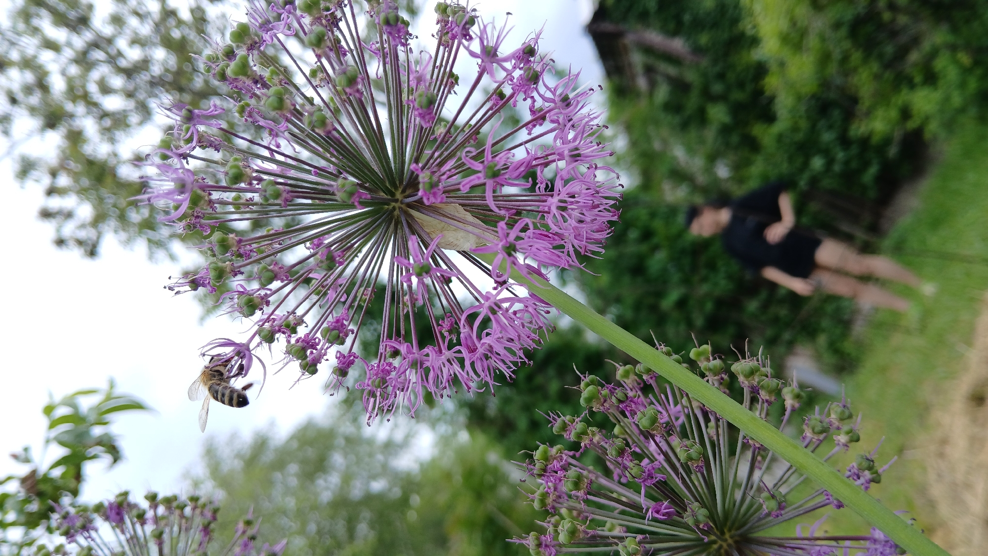 A close-up, tilted photograph depicts a blooming Allium flower in Dnipro, Ukraine. A bee is captured in mid-flight, approaching the flower. In the blurred background, a person wearing dark clothing and light-colored shorts stands on a grassy area. Lush greenery surrounds the flower and the person, indicating a natural environment. The flower's spherical shape and purple petals dominate the foreground.