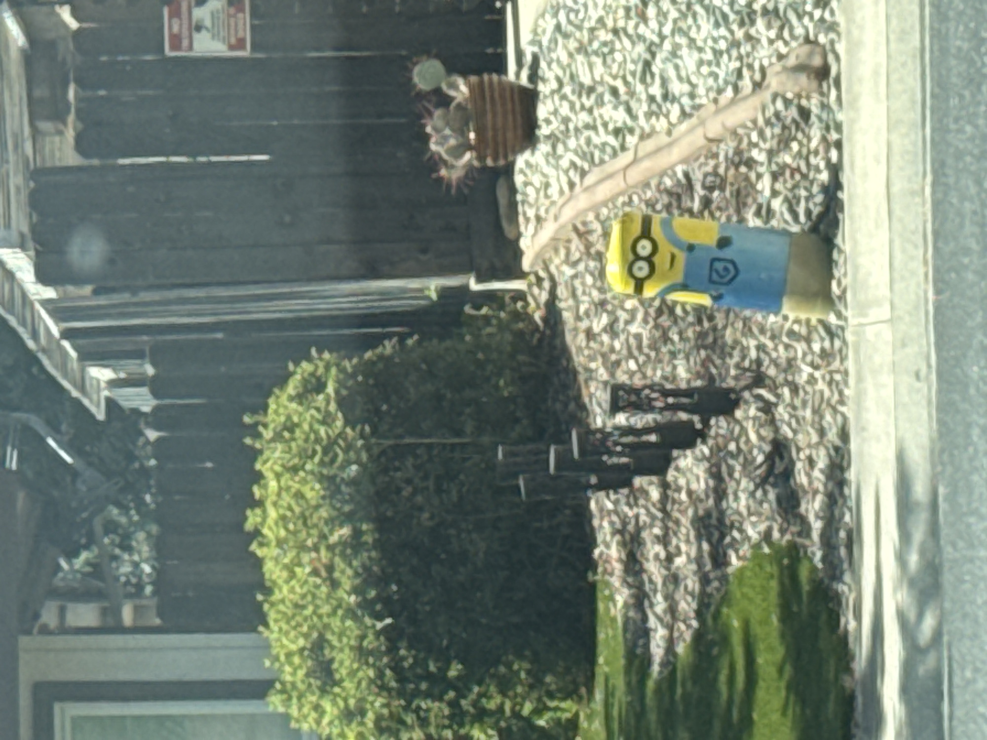 In Roseville, California, United States of America, a Minion-themed garden decoration is situated in a front yard. The decoration, resembling the character from the animated film franchise, is primarily yellow with blue overalls, large round glasses, and a smiling mouth. It stands upright among a bed of small, gray stones and mulch. To the left of the Minion decoration, a section of green grass is visible. In the background, a wooden fence encloses the yard, and a potted cactus sits to the right of the Minion.