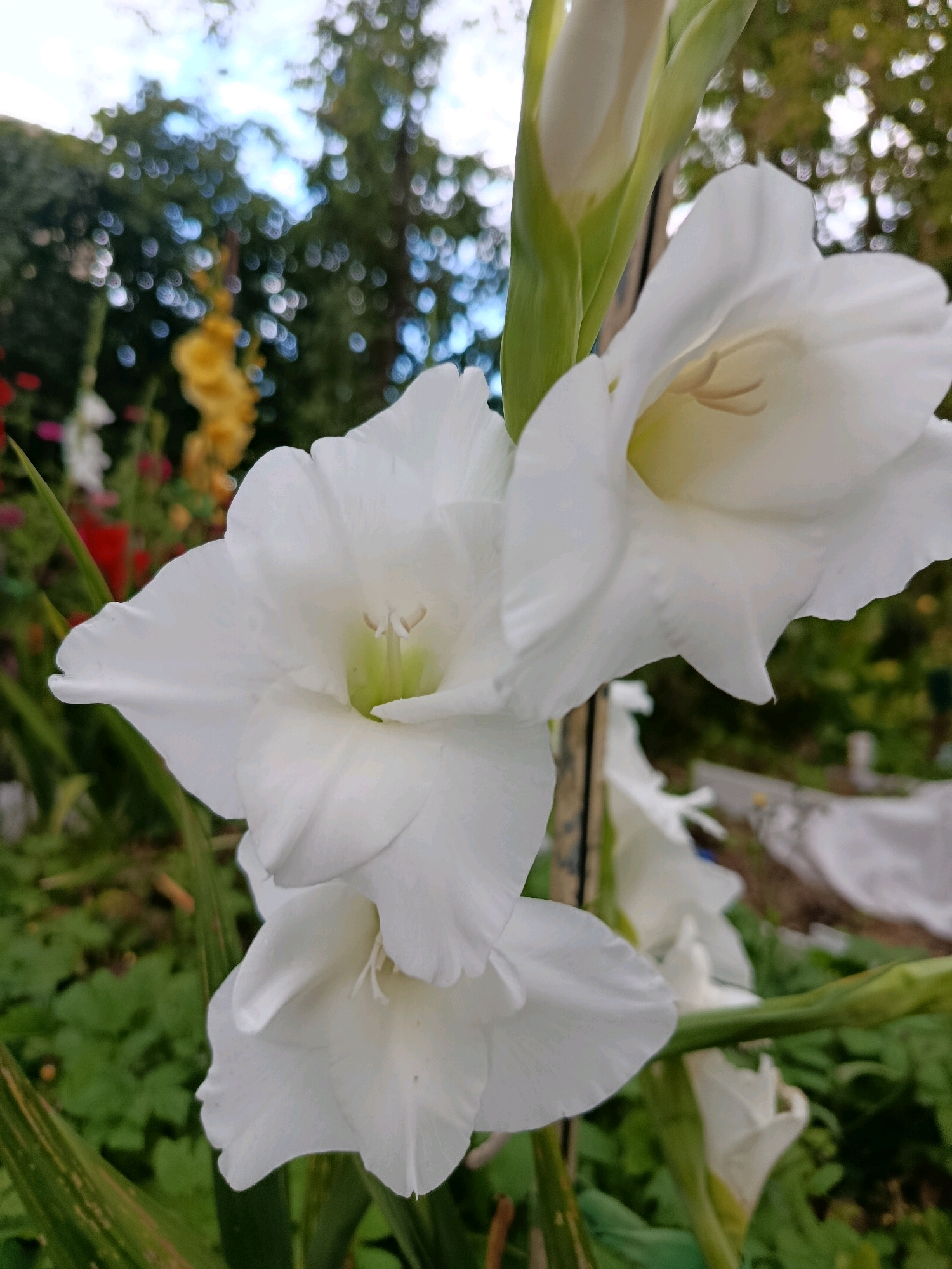 The image shows a close-up view of several white gladiolus flowers with a blurred background of greenery and trees, suggesting an outdoor setting. The flowers are in various stages of bloom, with some fully open and others still forming buds. The lighting is soft, indicating it might be overcast or late afternoon. The scene is likely a garden or park, possibly in Verea, Russia, given the context. There are no people or animals visible in the image. The focus is entirely on the flowers and their delicate details.