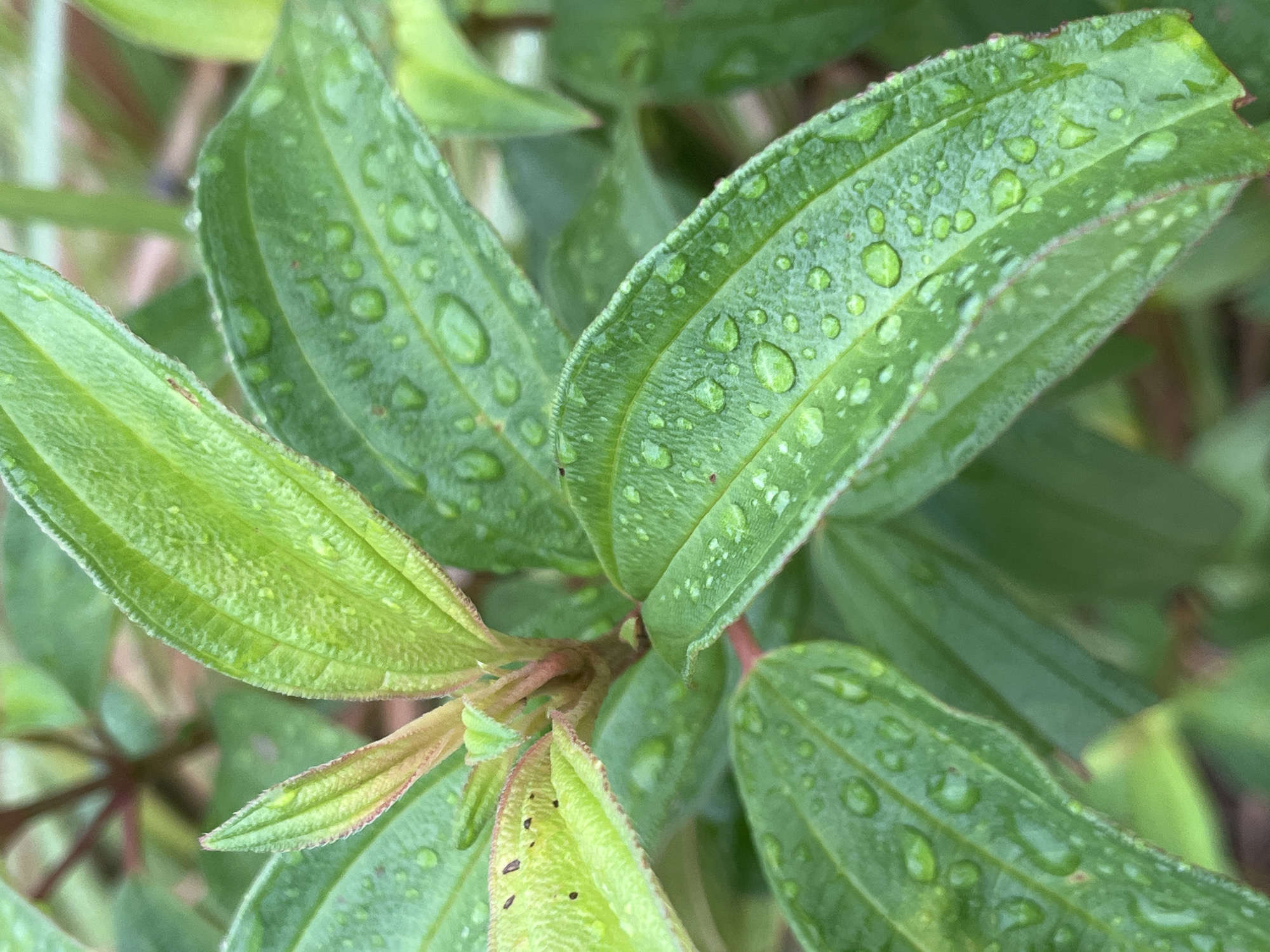 This is a close-up, eye-level, outdoor, natural light photograph of green leaves covered in water droplets. The leaves are vibrant green with visible veins and have slightly reddish edges. Small black spots are present on some of the leaves. The background is blurred, showing more foliage and hints of reddish stems, suggesting a plant in a natural setting. The overall impression is that of a plant after rain. The image was taken in the vicinity of Koh Phangan, Thailand.