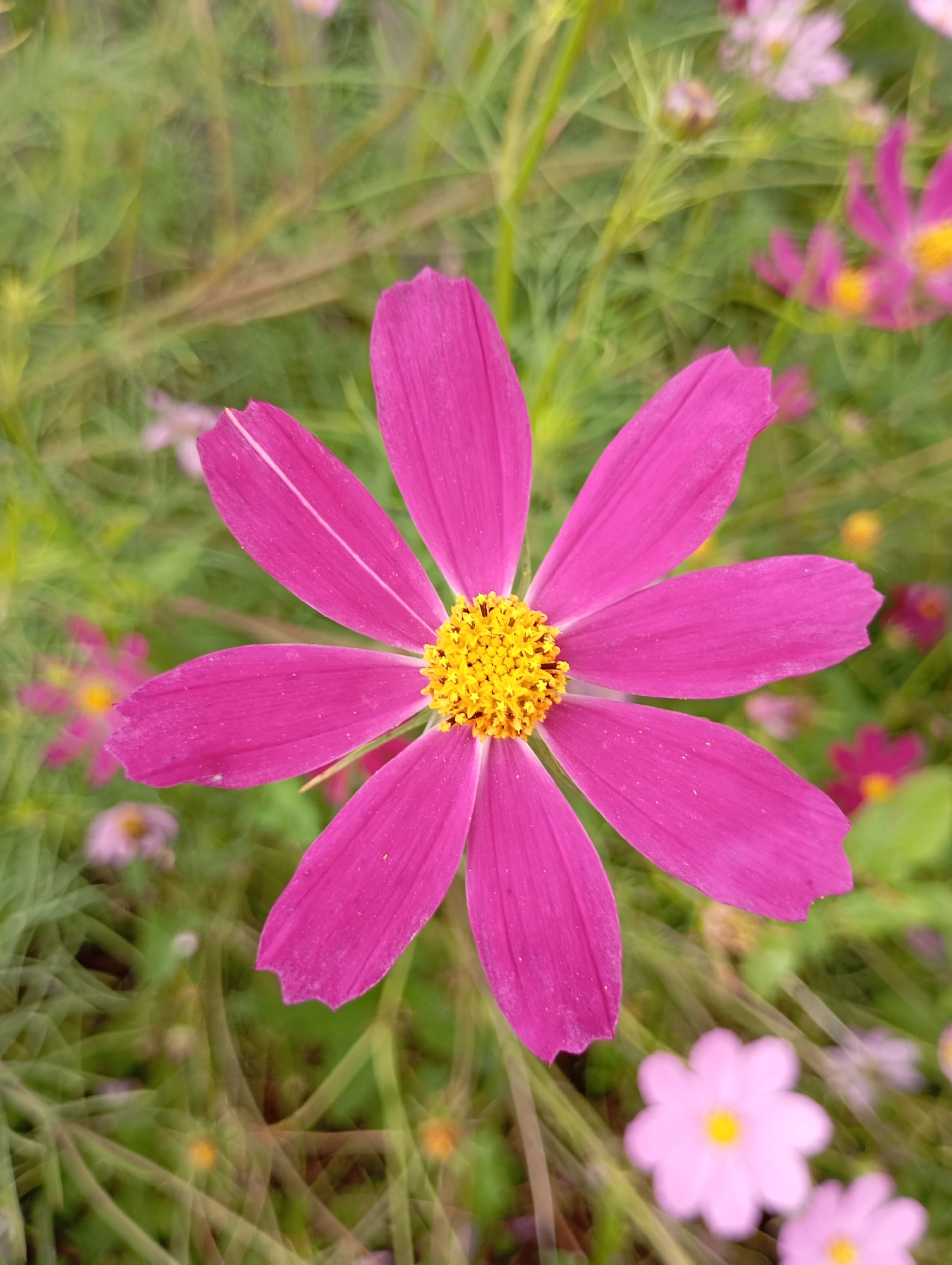 A close-up, high-angle shot shows a vibrant pink cosmos flower in the foreground, its petals slightly frayed at the tips. The flower's center is a cluster of bright yellow stamens. The background is a blur of green foliage and other pink cosmos flowers, some in focus and others out of focus, suggesting a garden setting. There are no people, actions, or interactions visible in the image. The scene is outdoors, with soft, diffused lighting. The location is the city of Фоки, Russia.