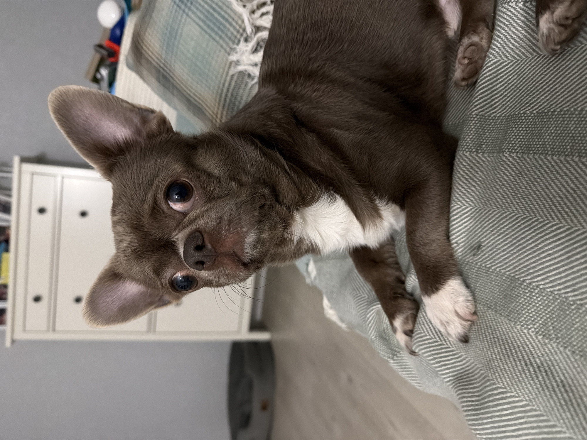 A brown and white Chihuahua-like dog is resting on a herringbone-patterned green and white blanket. The dog is positioned to the right and tilted so that its head is facing the lower left corner of the image. The dog has large, pointed ears, and its eyes are focused on the camera. The dog has a white patch on its chest and white markings on its paws. In the background, there is a white dresser with black knobs. To the left of the dresser, the wall is a light gray color. There is also a white fan in the background in front of the gray wall.
There is no evidence to suggest that the location is in the city of Votkinsk, Russia.