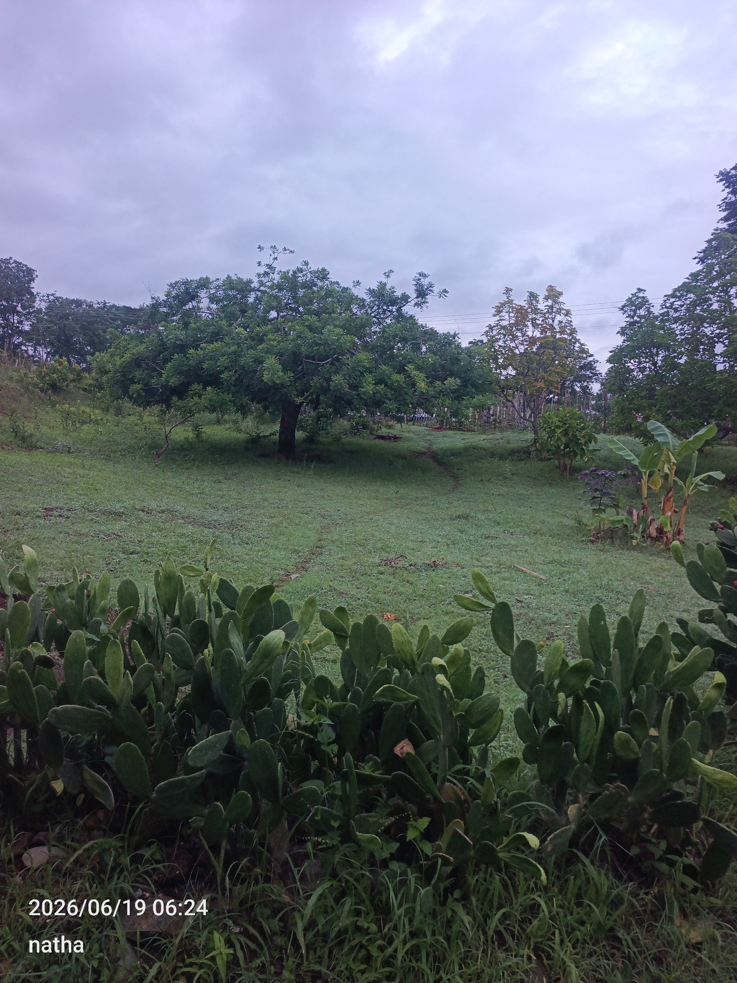 A panoramic view of a grassy field under a cloudy sky in El Chaparral, Venezuela, is captured in this image. In the foreground, a dense patch of prickly pear cacti lines the bottom of the frame, their paddle-shaped leaves a vibrant green. Beyond the cacti, the field stretches out, appearing slightly damp and possibly covered in morning dew. A large, leafy tree stands prominently in the middle ground, its branches spread wide, casting a shadow on the grass. A faint path can be seen winding through the field towards the tree. In the background, a line of trees and vegetation forms a natural border. To the right, a cluster of banana plants adds a tropical touch to the landscape. The sky is overcast with a muted grey hue, suggesting a cloudy or pre-dawn/post-dusk condition. The timestamp "2026/06/19 06:24" and the name "natha" are overlaid in the lower left corner. There are no people or animals visible in the scene.