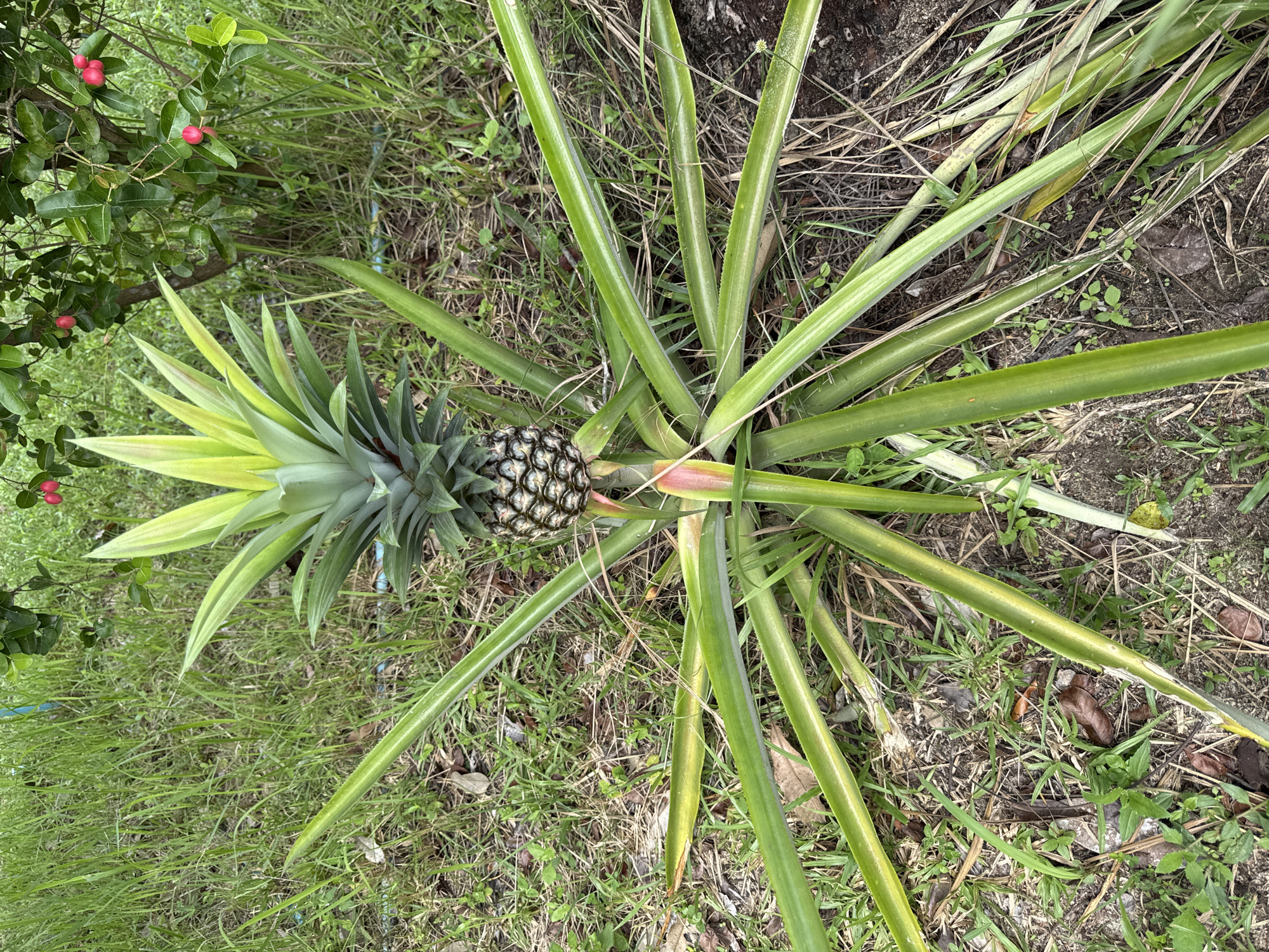 The image depicts a pineapple plant growing outdoors in Baan Don Sai, Thailand. The pineapple fruit is visible, surrounded by the plant's characteristic spiky green leaves. The surrounding ground is covered with grass, dry leaves, and other vegetation. In the background, a bush with small red berries can be seen. No people or interactions are visible in the image.