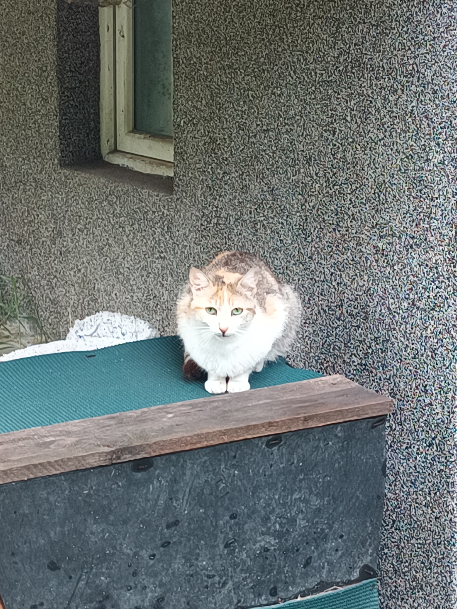 A calico cat with predominantly white fur on its face and chest, accompanied by patches of tan, orange, and light grey/brown on its head and back, is the central subject of this image. The cat has striking light green eyes and is sitting upright, looking directly forward, on a dark green ribbed mat.
The mat rests atop a dark, possibly grey or black, rectangular object, which appears to be a planter box or a low outdoor structure. A rustic wooden plank forms the front edge of this structure. To the left of the cat, behind the green mat, a small patch of sparse green grass or weeds is visible.
The background consists of a uniformly textured, light grey wall, characteristic of stucco or painted concrete, suggesting an exterior building facade. In the upper left quadrant, a recessed window with a light-colored frame is partially visible, offering a glimpse of a darker, possibly green-tinted, window pane. The lighting is soft and diffused, indicating an overcast day or a shaded area during daytime. There is no visible text. The scene is set outdoors in Burgas, Bulgaria.