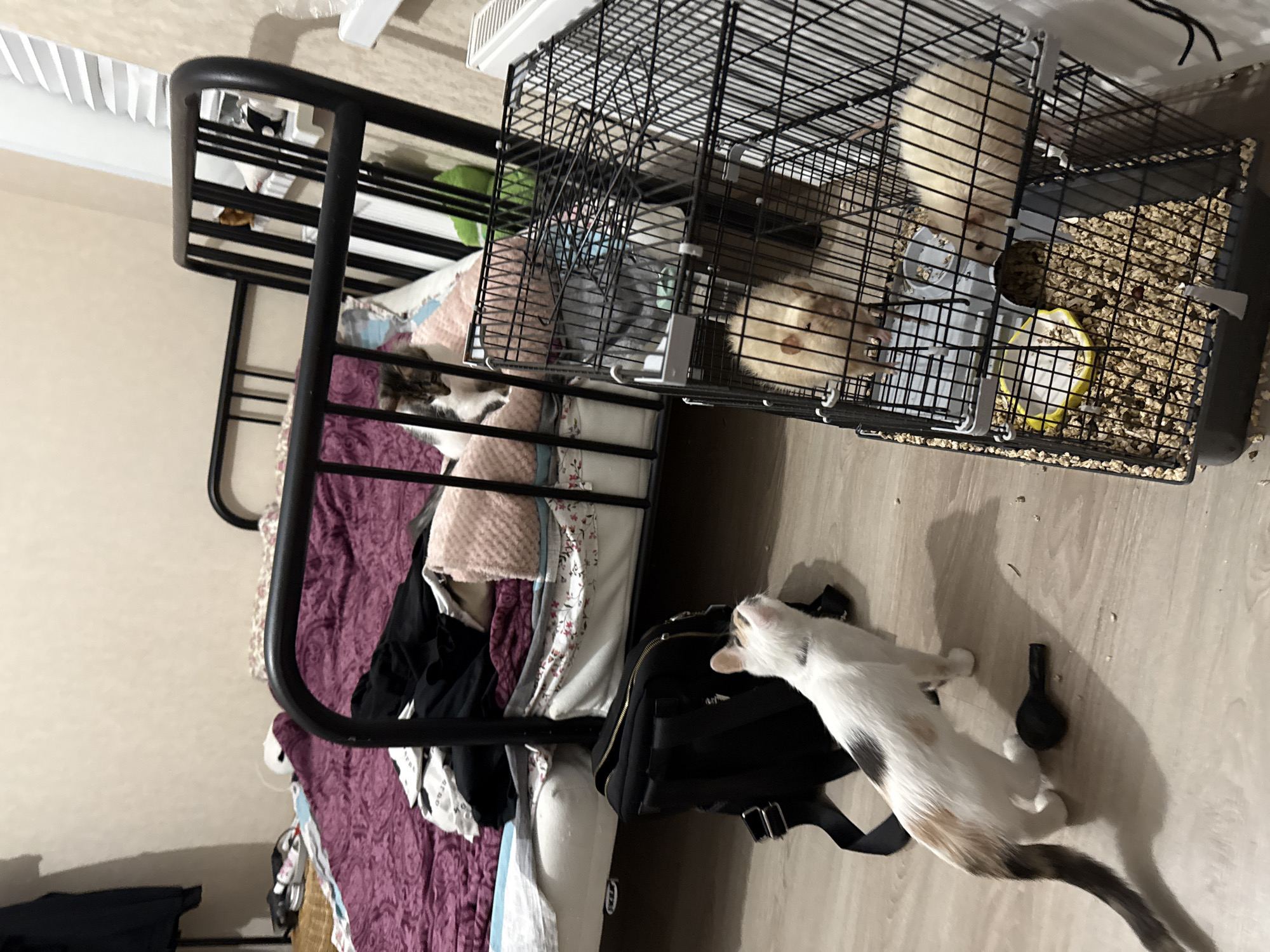The scene depicts a cluttered, domestic indoor room, likely a bedroom, situated in Saint Petersburg, Russia. A black metal-framed bed is positioned on the left, covered with a purple patterned duvet, various articles of clothing (black, white, and patterned), and a pink fluffy blanket. A white and grey tabby cat is partially visible on the bed, looking down towards the floor. On the light wood-colored laminate flooring, a black backpack stands upright to the left of the bed frame. A calico cat, predominantly white with black and ginger patches, stands on the floor, looking upwards and towards the right. A small black, elongated object lies on the floor near the calico cat. To the right of the bed, a two-tiered black wire cage containing two light-colored rats is on the floor. The cage interior includes a bedding of light-colored pellets or shavings and a yellow food bowl in the lower section. The room features light-colored walls, a white radiator on the right wall, and a partial view of a window with white Venetian blinds in the background. A dark garment hangs from a rack in the upper left background.