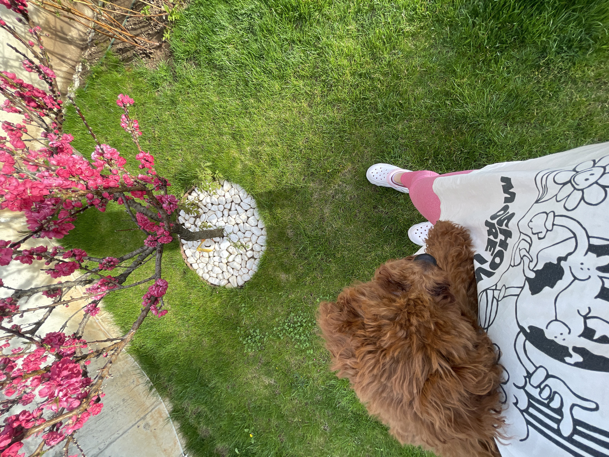A high-angle shot shows a section of a grassy lawn, potentially a yard or garden, with a pink flowering tree on the left. The base of the tree is surrounded by white stones. A person stands on the grass, visible from the knees down. They are wearing white shoes, pink pants, and a light-colored apron or dress with black cartoonish patterns. A brown, furry dog is lying down next to the person's legs. The photograph appears to have been taken in natural daylight. It is not possible to determine the specific location in Sofia, Bulgaria, from this image alone.