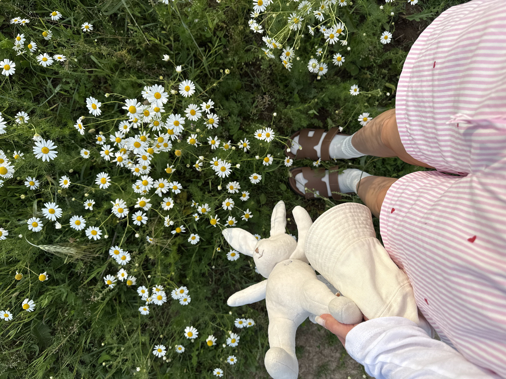 A top-down, medium shot captures a person sitting in a field of daisies in Snovitsy, Russia. The person is wearing a white long-sleeved shirt, white socks, brown sandals, and pink and white striped shorts with small red heart details. They are holding a stuffed white bunny rabbit and a light-colored bucket hat. The ground is covered with green grass and numerous white daisies with yellow centers. The field appears natural and slightly unkempt. The lighting suggests it is daytime, possibly late afternoon or early evening, with soft shadows. The overall scene evokes a sense of peaceful leisure in nature.