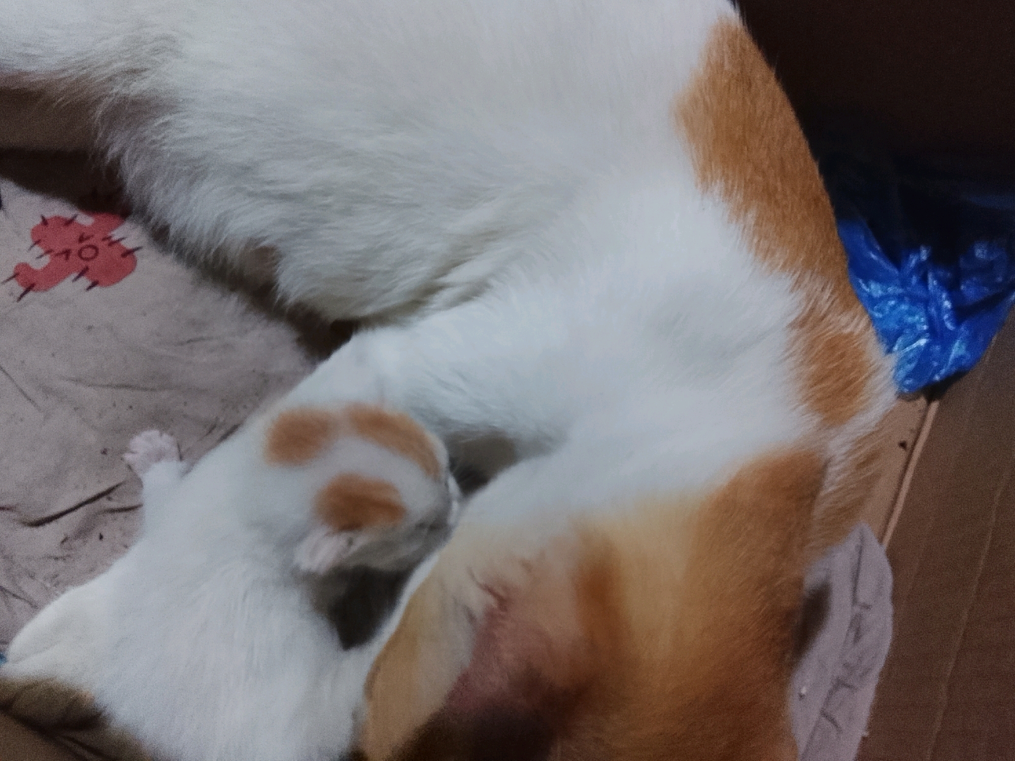 This is a close-up, medium-shot, eye-level, slightly blurry, indoor photograph of a kitten suckling from a cat. The animals are resting on a beige-colored textured surface, possibly a blanket or cloth, which is on top of a cardboard surface. The adult cat is predominantly white with patches of orange fur, particularly on its back and hindquarters. The kitten is mostly white with a few small orange patches on its head. The kitten's front paws are resting on the adult cat's abdomen, and its head is tucked under the adult cat. There is a blue plastic bag visible in the upper right portion of the image. The background is dark and out of focus, suggesting a dimly lit environment. The scene appears to be in a domestic setting, possibly a home in Ujungrusi, Indonesia, based on the prompt's request for contextual information. There are no people visible in the image. The overall impression is one of a mother cat tending to her young.