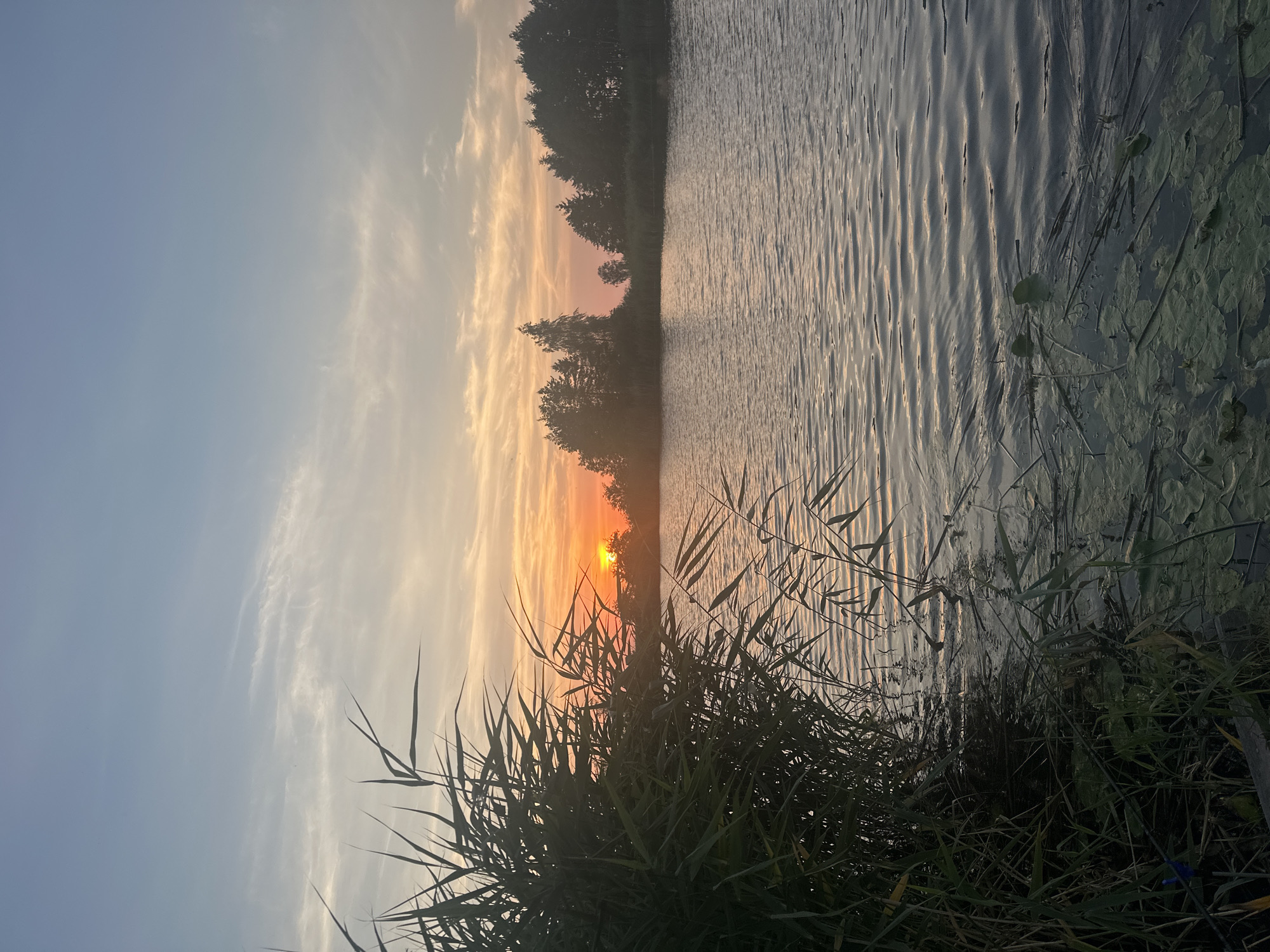 This photograph depicts a serene sunset over a body of water, likely a lake or river, near the village of Karkliniai, Lithuania. The sun, a bright orange orb, is partially obscured by the silhouettes of trees and reeds along the distant shoreline, casting a warm glow across the sky and water. The sky transitions from a pale blue at the top to shades of orange and pink near the horizon, with wispy clouds scattered throughout.
In the foreground, tall green reeds and grasses line the left bank of the water, their forms dark against the bright sky. Lily pads and other aquatic vegetation are visible floating on the water's surface closer to the bank. The water itself is calm, with gentle ripples reflecting the colors of the sunset. The opposite bank is densely lined with dark green trees, creating a natural border to the water. The scene is devoid of any human presence or activity, presenting a tranquil natural landscape.