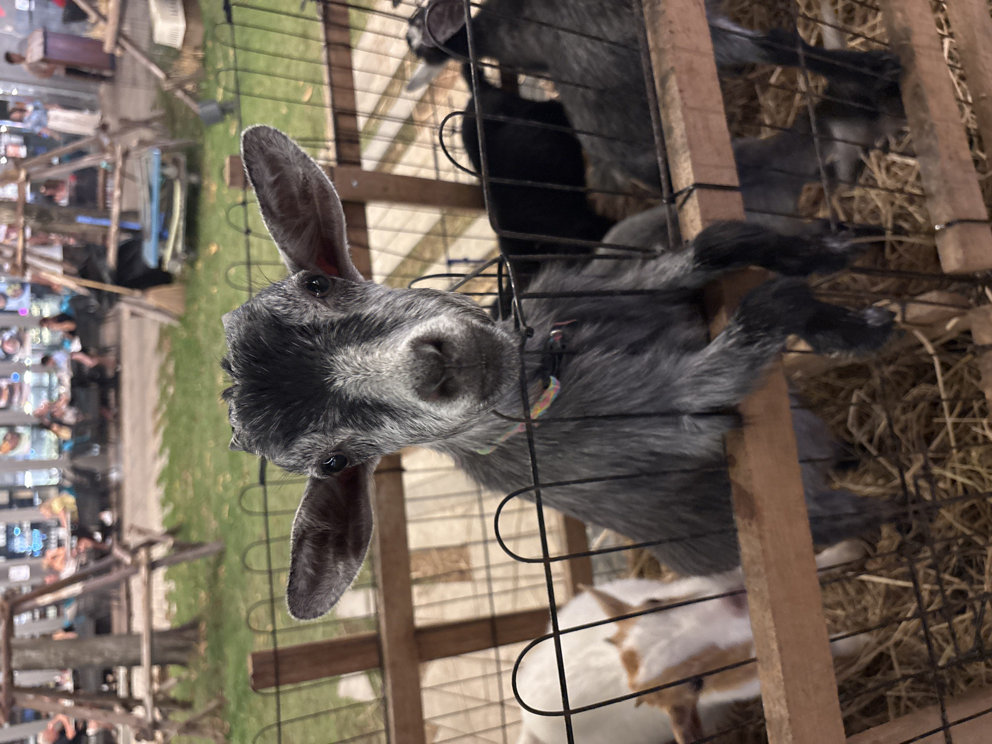 A gray goat with large ears peers through a metal and wooden fence in Choeng Thale, Thailand. The enclosure contains hay and other goats, one with a white and tan coat. Outside the fence, on the left side of the image, is a blurry scene of lights and structures. Green grass is also visible in the background.