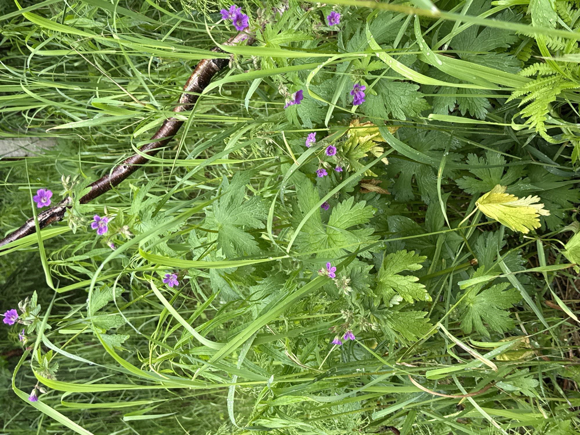 A close-up, eye-level shot shows a dense patch of lush green vegetation, likely in the city of Usva, Russia. Numerous bright green leaves, some with serrated edges, are interspersed with tall, thin blades of grass. Scattered amongst the foliage are delicate purple flowers with five petals. One prominent, dark brown, gnarled branch cuts diagonally across the upper right portion of the frame, adding a rustic element to the natural scene. Droplets of water are visible on some of the leaves and blades of grass, suggesting recent rain or dew. The overall impression is one of a wild, untamed natural setting.