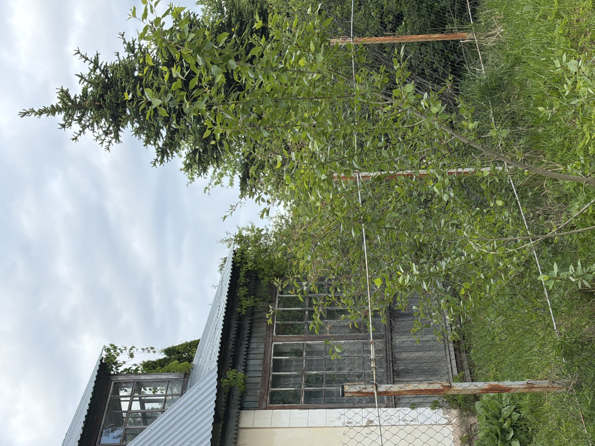 An exterior shot of a building with an unusual roof line, possibly a shed or small house, is the primary focus of the image. The structure is located in a lush, overgrown area that suggests a state of neglect. The architecture features a corrugated metal roof and a prominent window with multiple panes, giving the impression that it has not been maintained. Vegetation surrounds and even grows on the building, contributing to its derelict appearance. The sky is overcast. A chain-link fence, rusty metal poles, and an assortment of overgrown green foliage are present.