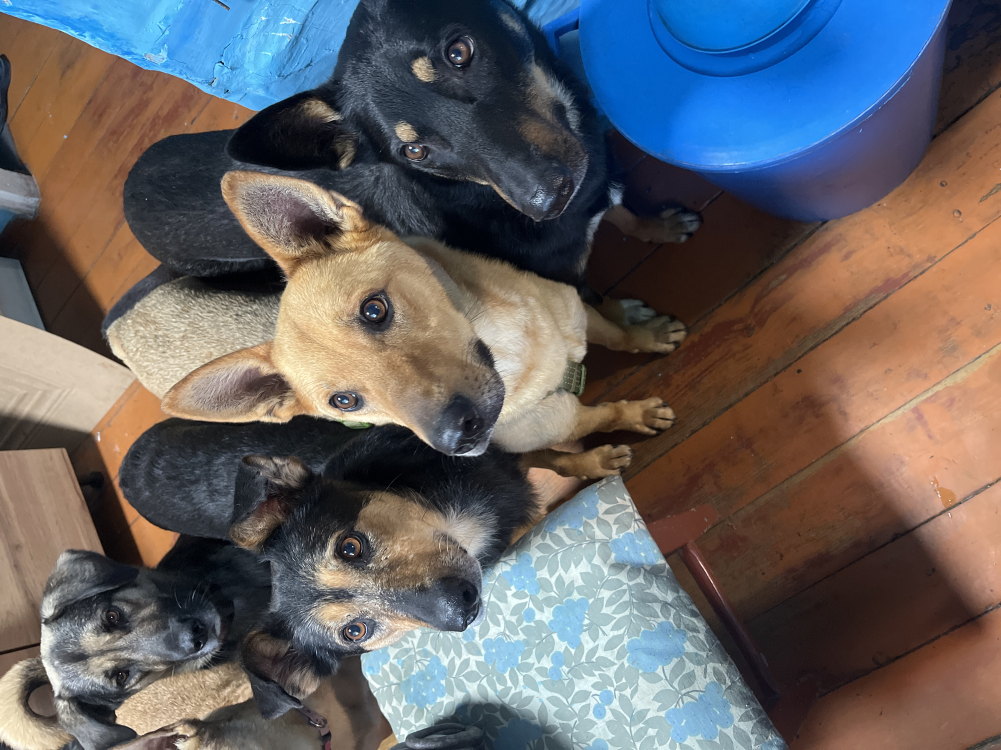 This media file features a group of dogs of varying sizes and coat colors, including black, tan, and a mix of both. They are gathered on a wooden floor, with a blue plastic container and a blue tarp visible in the background. One dog is light brown with dark brown eyes and ears, looking directly at the camera. Another is primarily black with tan markings on its face and chest, also looking upward. A third dog appears to be a mix of black and tan with a lighter colored face. A fourth dog, partially visible, seems to be a smaller black and tan breed. The dogs appear to be lying down or resting, with some looking up towards the viewer. The lighting suggests it could be daytime, and there are no obvious weather cues. The setting seems to be indoors, possibly a home or a shelter, given the presence of a cushion with a floral pattern and the wooden floor. The overall mood conveyed is one of calm and perhaps curiosity from the animals. There is no visible text in the image.