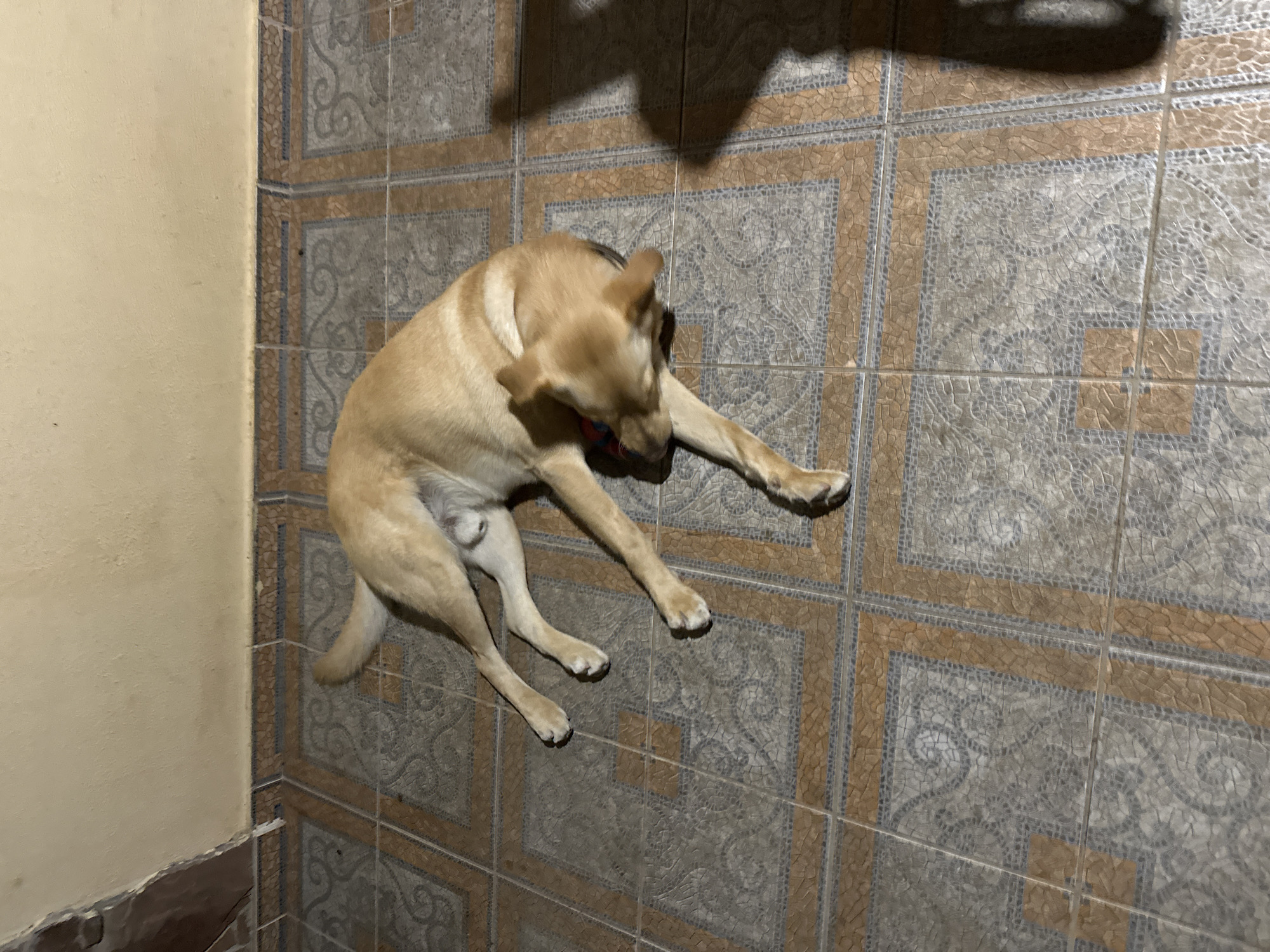 A medium-sized, light-colored dog is lying on its side on a tiled floor. The dog's body is relaxed, with its legs extended. Its head is turned slightly towards the left, and its eyes are partially closed. A red and blue collar is visible around the dog's neck. The floor is made of square tiles with a pattern of grey and orange. A portion of a yellow wall is visible in the background, with a damaged section near the top left corner. A shadow of a person or object is cast on the floor to the right of the dog. This scene is likely indoors, possibly in a home or a pet-friendly establishment. The location within Sochi, Russia, cannot be determined from the image.