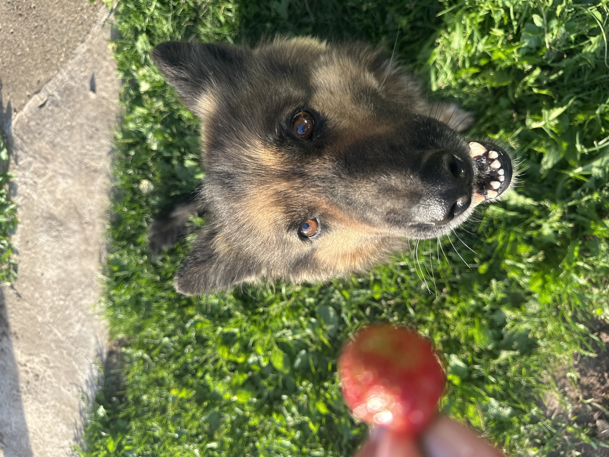 The media file shows a German Shepherd puppy outdoors on a sunny day, likely in Chaikovsky, Russia, based on the provided location context. The puppy is looking up towards the camera with its mouth slightly open, revealing its teeth. In the foreground, a hand is holding a strawberry, which the puppy appears to be interested in. The puppy's fur is a mix of black, tan, and brown, and its eyes are a warm brown color, reflecting the sunlight.
The setting is a grassy area with some concrete elements, suggesting a backyard or park. The sunlight creates shadows on the concrete, indicating it's daytime, likely late morning or afternoon. The grass is green and appears to be well-watered. The puppy's expression is one of curiosity and eagerness, as it focuses on the strawberry. The overall mood is playful and happy, highlighting a moment of interaction between the puppy and its owner or someone offering it a treat. There is no visible text in the image.