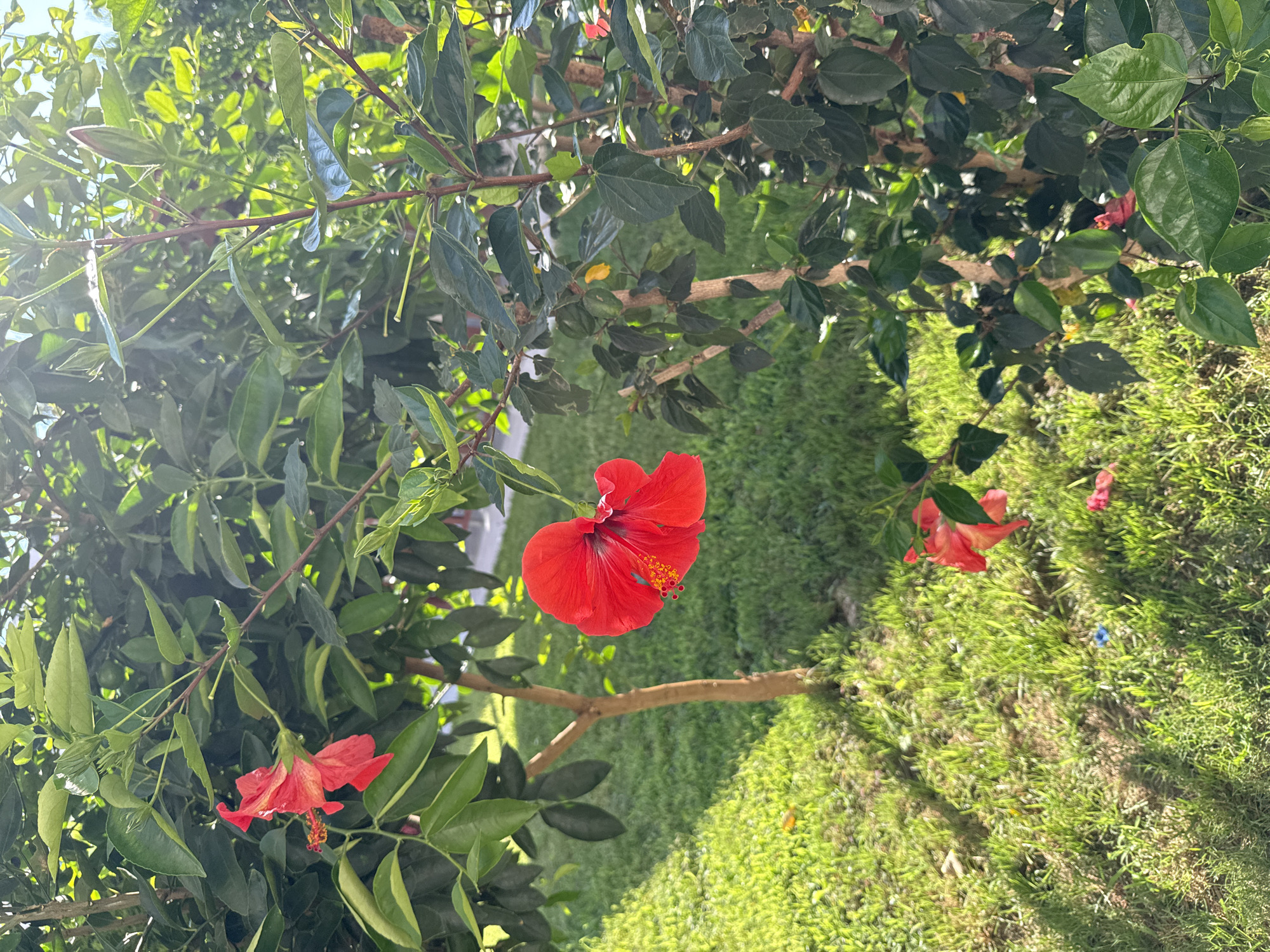 A close-up, vertical shot captures a flowering hibiscus plant in an outdoor setting. The plant, with its dark green, glossy leaves, is the primary subject. Two vibrant red hibiscus flowers are in bloom, one prominently featured in the foreground on the right, its petals unfurled and stamen visible, and another smaller red flower partially visible on a branch in the upper left. A third, wilted red petal lies on the grass in the lower right. The plant's branches are visible, some with reddish-brown bark.
The background consists of a lush, green lawn bathed in bright sunlight, casting dappled shadows. A thin tree trunk with light brown bark is visible in the left-center of the frame, behind the hibiscus plant. In the distance, through the foliage, hints of a building or structure are visible, suggesting an urban or suburban environment. The lighting indicates a sunny day, likely late morning or early afternoon, with the sun creating a lens flare effect in the upper right corner.
Based on the presence of hibiscus plants, common in the Mediterranean climate, and the overall aesthetic, the image is likely from Alanya, Turkey. The scene depicts a well-maintained garden or park area. No people are present in the image.