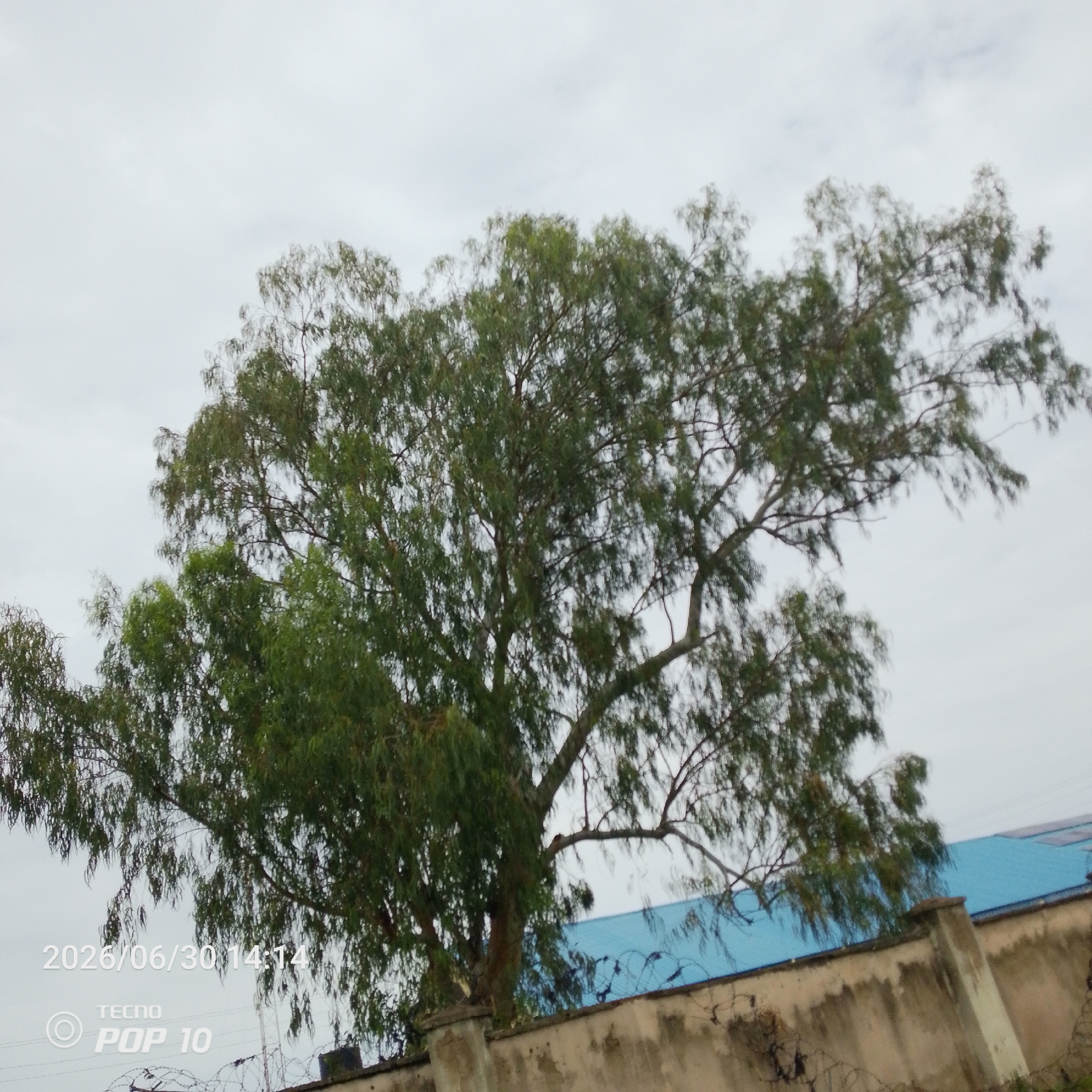 A full shot of a large tree dominates the frame against a cloudy sky. The tree has a thick trunk and many branches with sparse, green foliage. A concrete wall with barbed wire runs along the bottom of the image, behind which a bright blue roof is visible. Watermarks in the lower left corner indicate "2026/06/30 14:14" and "TECNO POP 10". The scene appears to be outdoors in an urban environment, likely Jalingo, Nigeria, given the context.